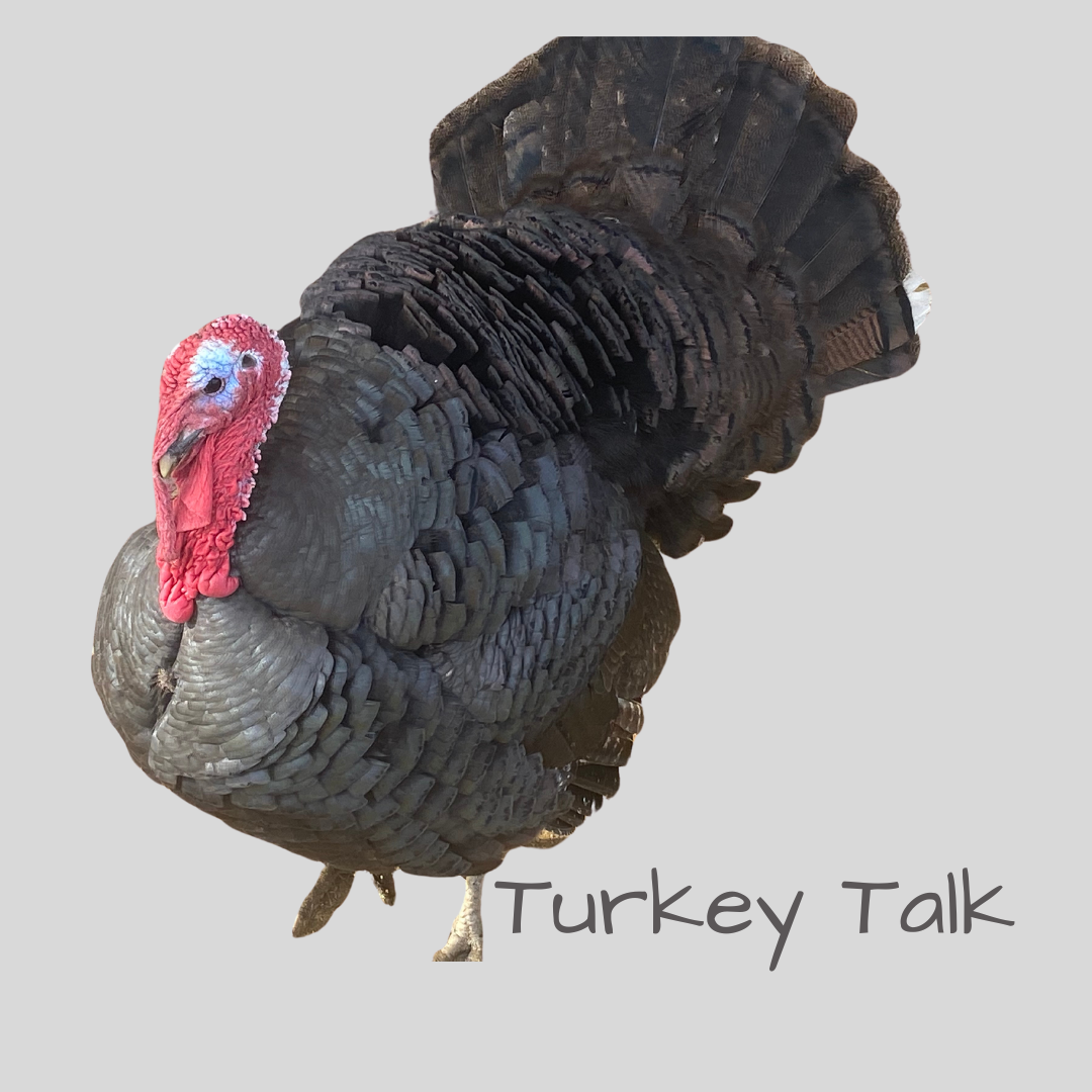 Join us as we discuss heritage turkeys and meat hybrid turkeys. Their care and nutrition.
