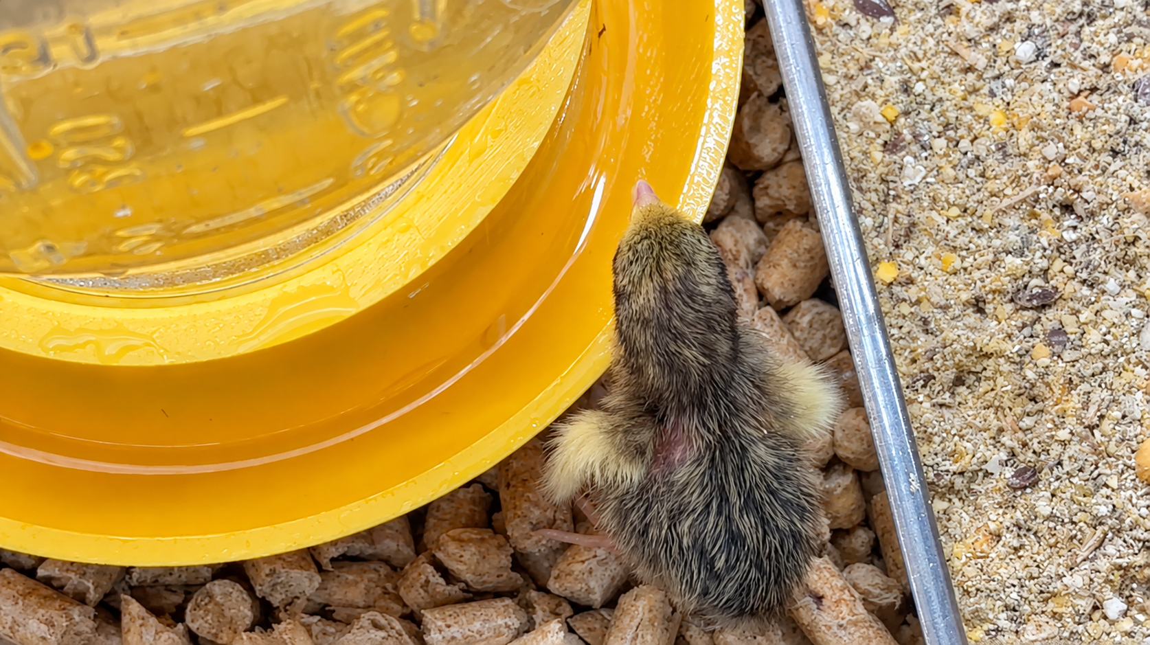 02-chick-beside-waterer-ai-enhanced.png