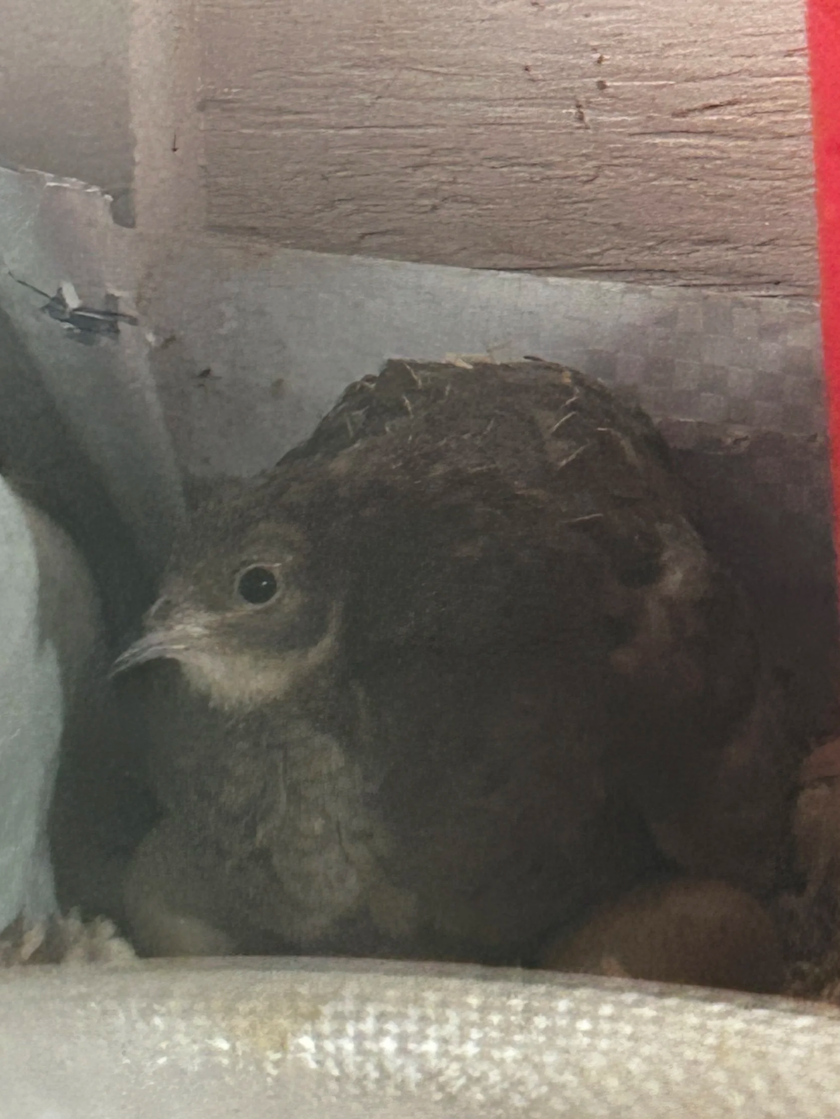 a broody button quail hen