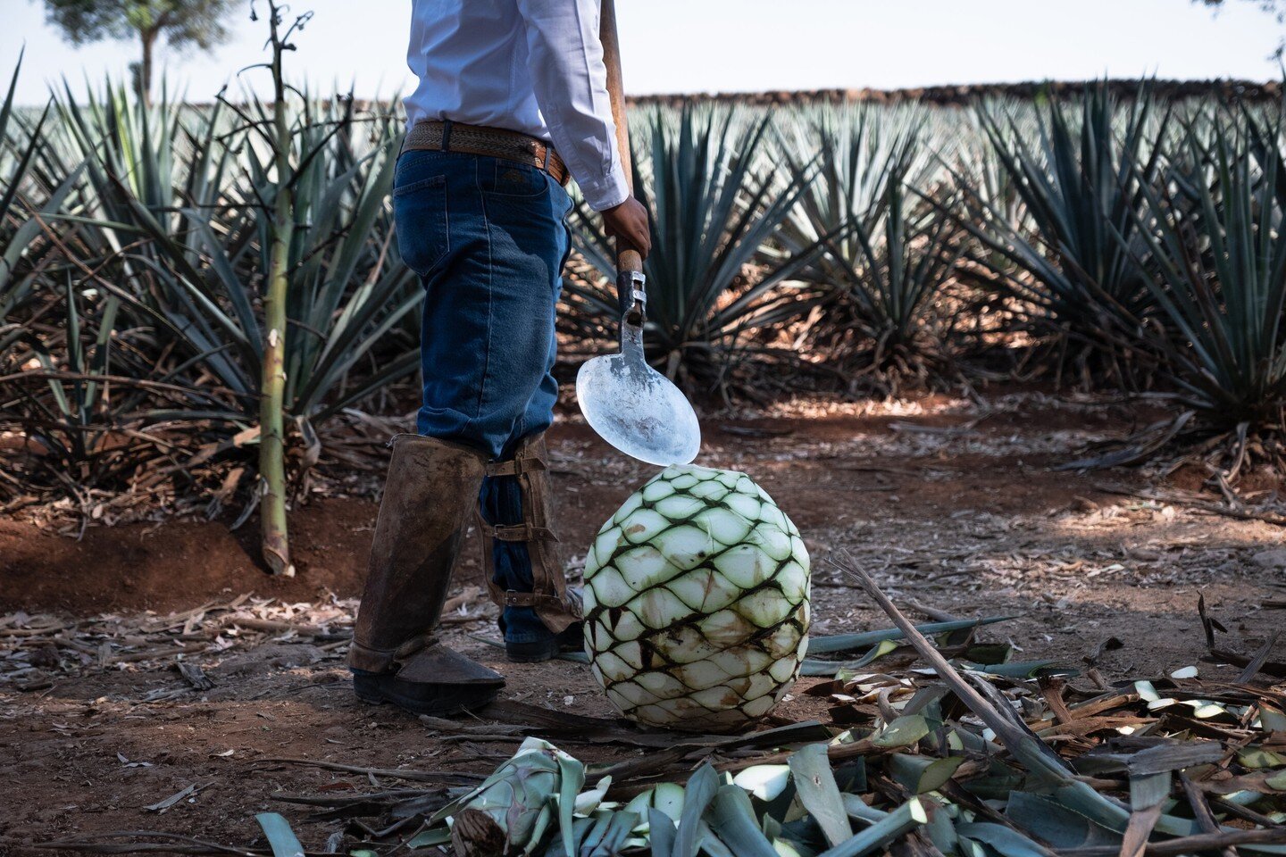 In the early stages of the tequila making process, we have one of our jimadors using a coa to cut the leaves on the agave plant away from the underground pi&ntilde;a bulb. 🧑&zwj;🌾🪴 Can you believe it goes from this plant to the tequila that we kno