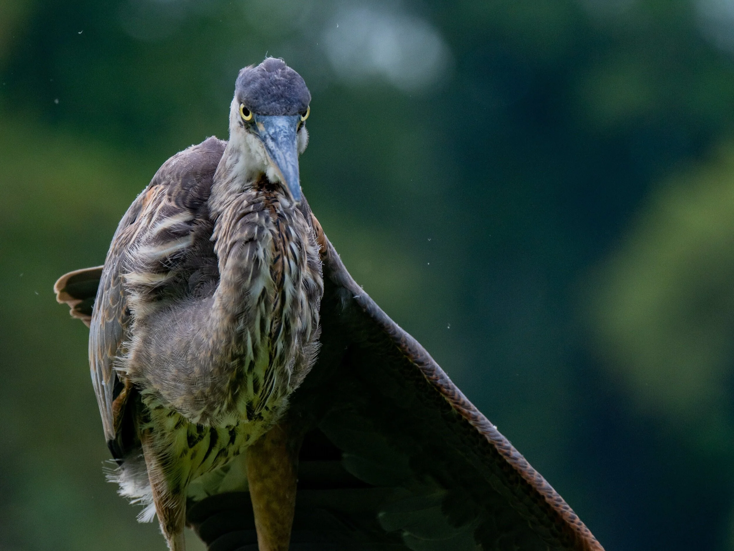 Some Birds of Green-Wood Cemetery