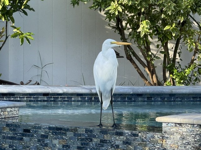 Look at the Birds