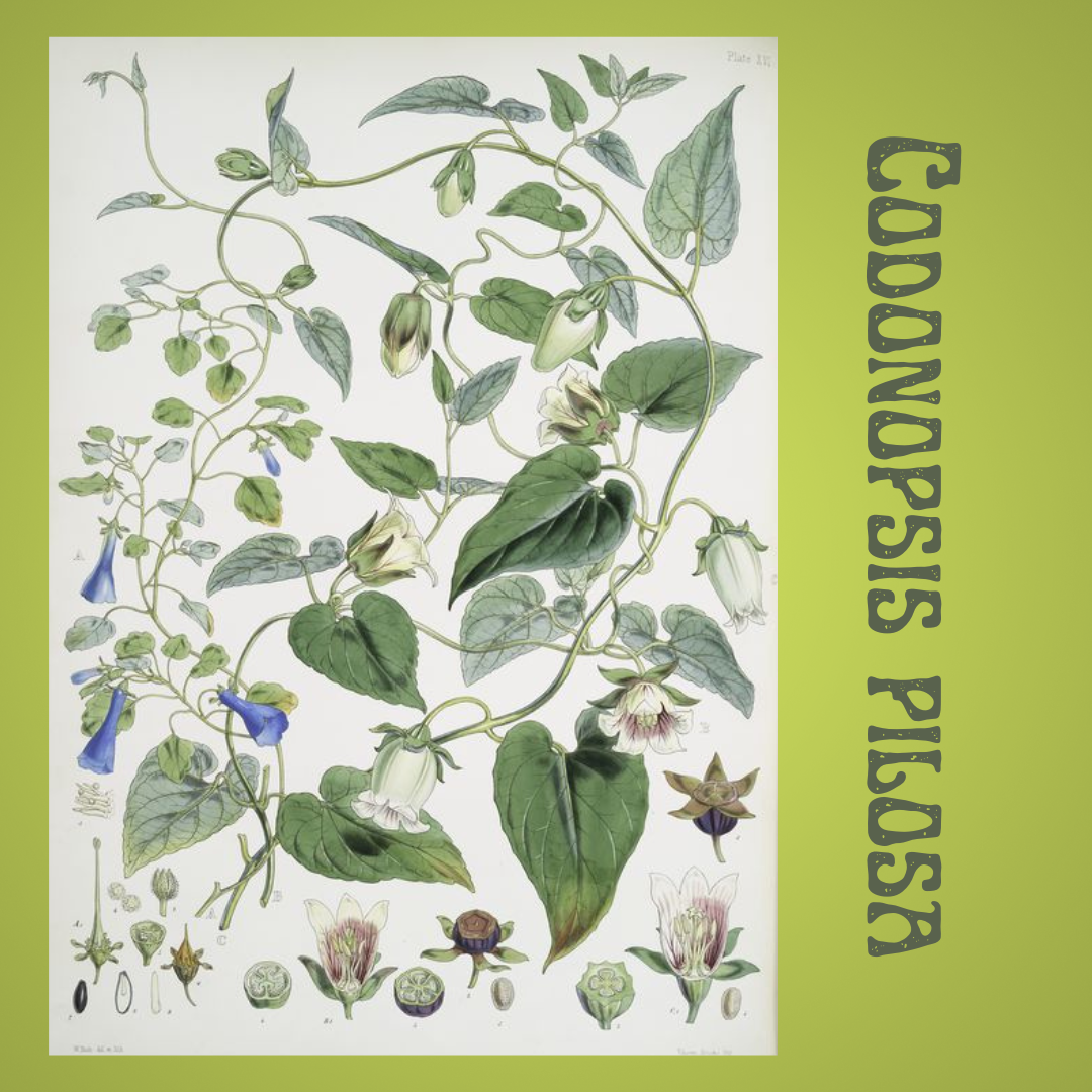 Codonopsis Root Tincture