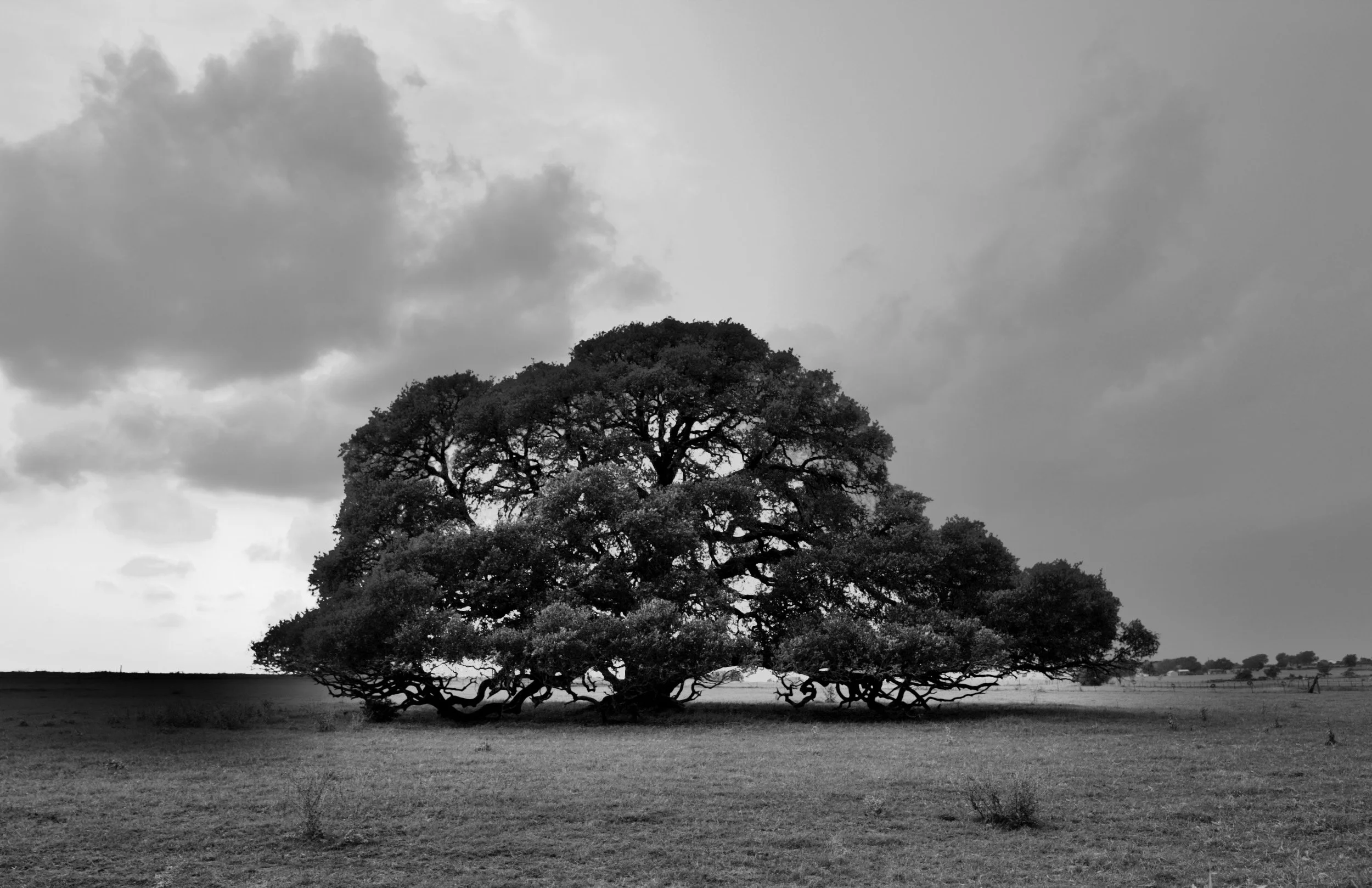 " Rooted in Time " Historic Texas live oak captured beneath moody skies in black-and-white fine art photography