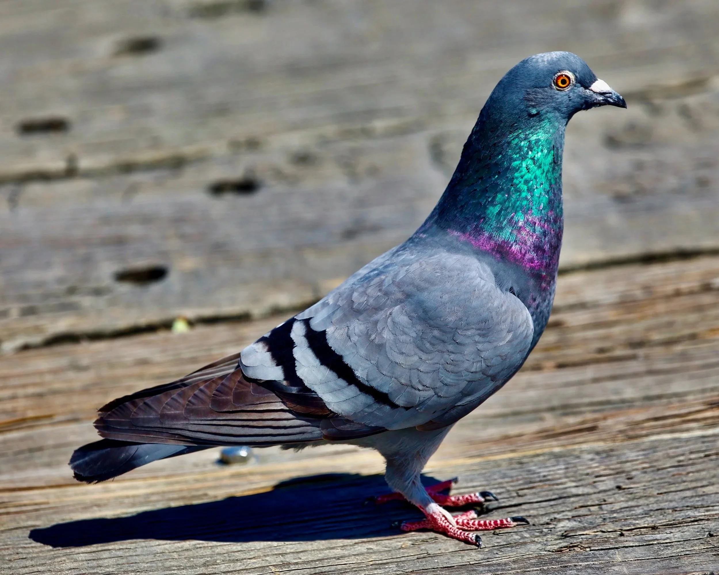  " Common Beauty " The Pretty  Bar Pigeon with iridescent feathers by Mike Trantham