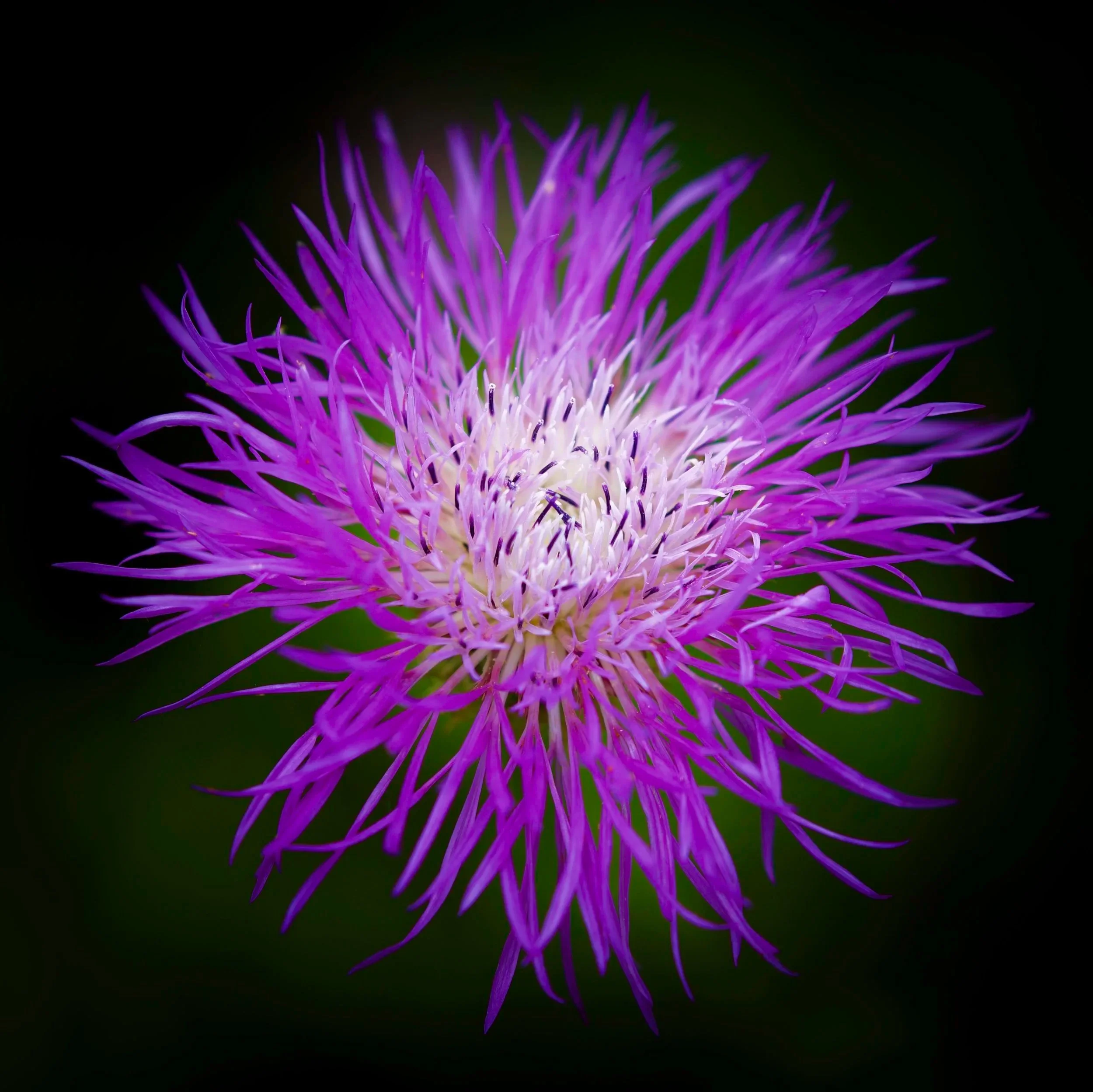 " Violet Fire "  Basket Flower  vibrant purple wildflower photographed in the Texas Hill Country . striking  floral image. 