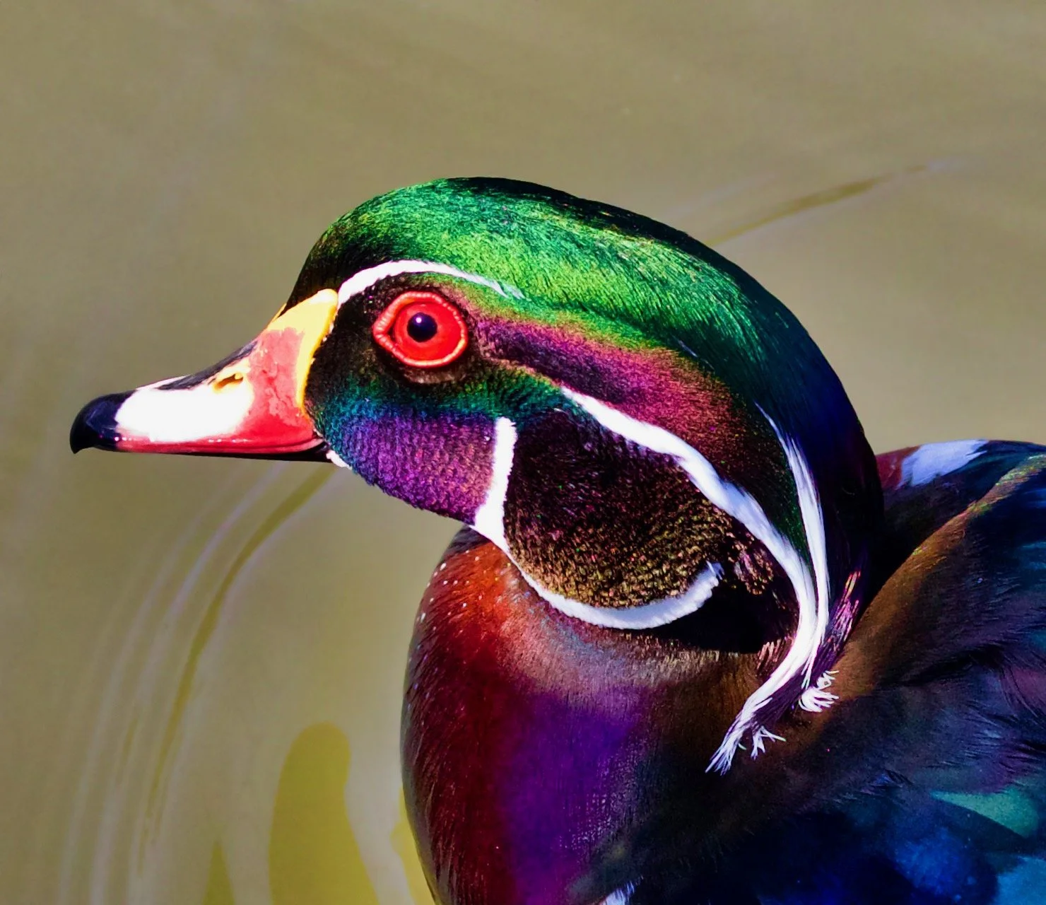 Bird Photography Tips 