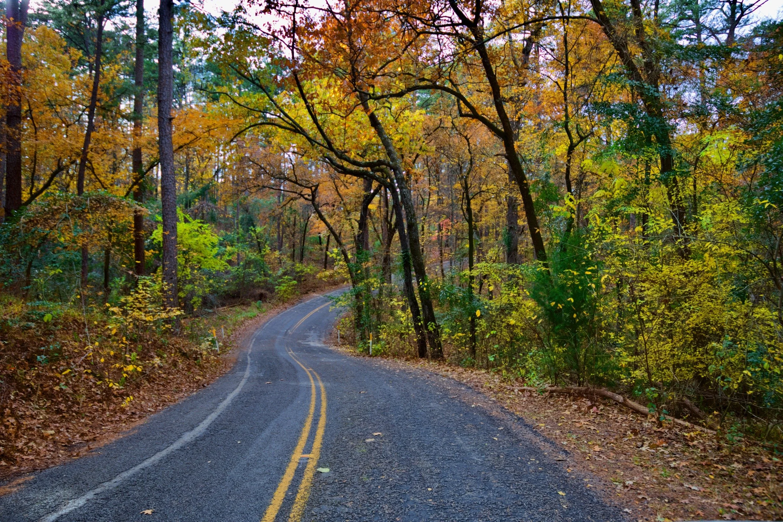 " Around the Bend " Winding through Tyler State Park, Texas  vibrant autumn leaves, fine art photography.