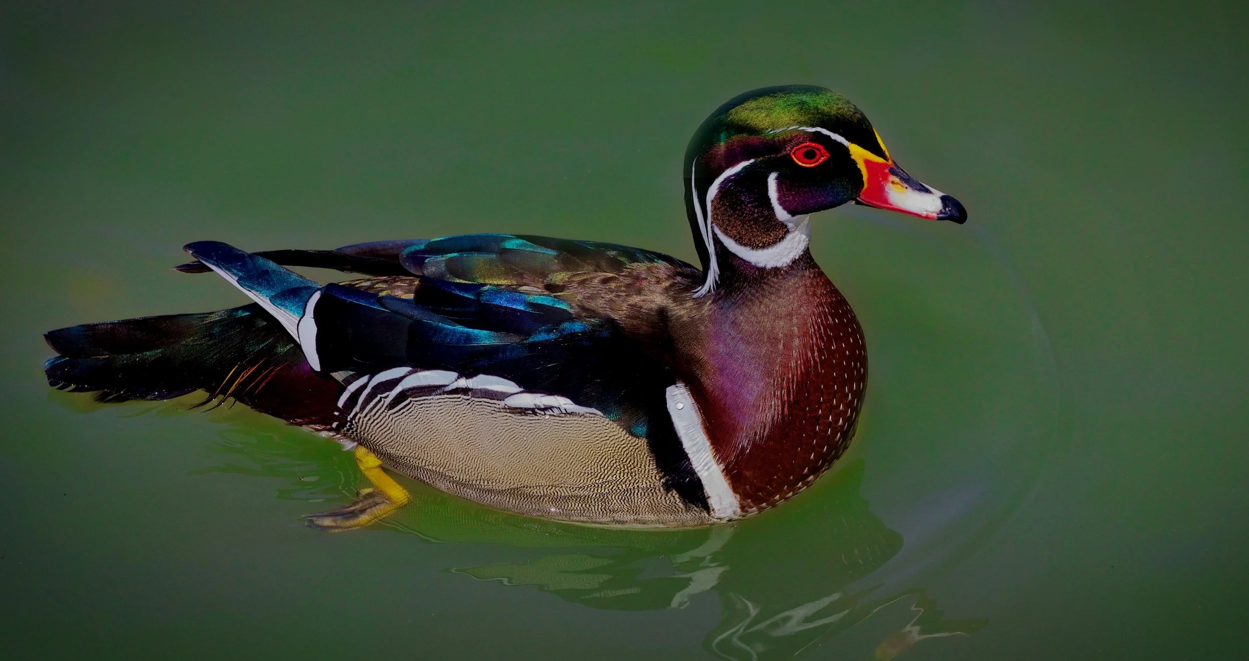 "Natures Masterpiece"  Close up portrait of a male Wood Duck showcasing its brilliant iridescent plumage, crimson eye.