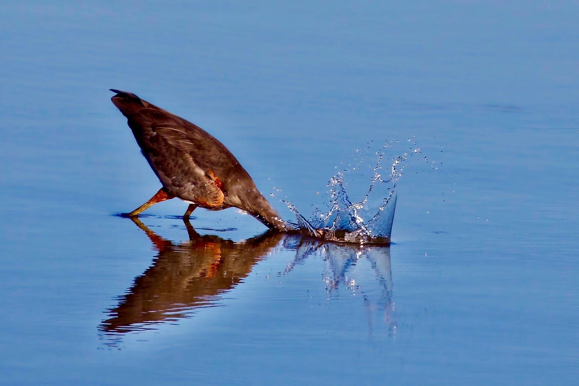" Strike".  Red Egret feeding sending water drops caught in action. By Photographer Mike Trantham