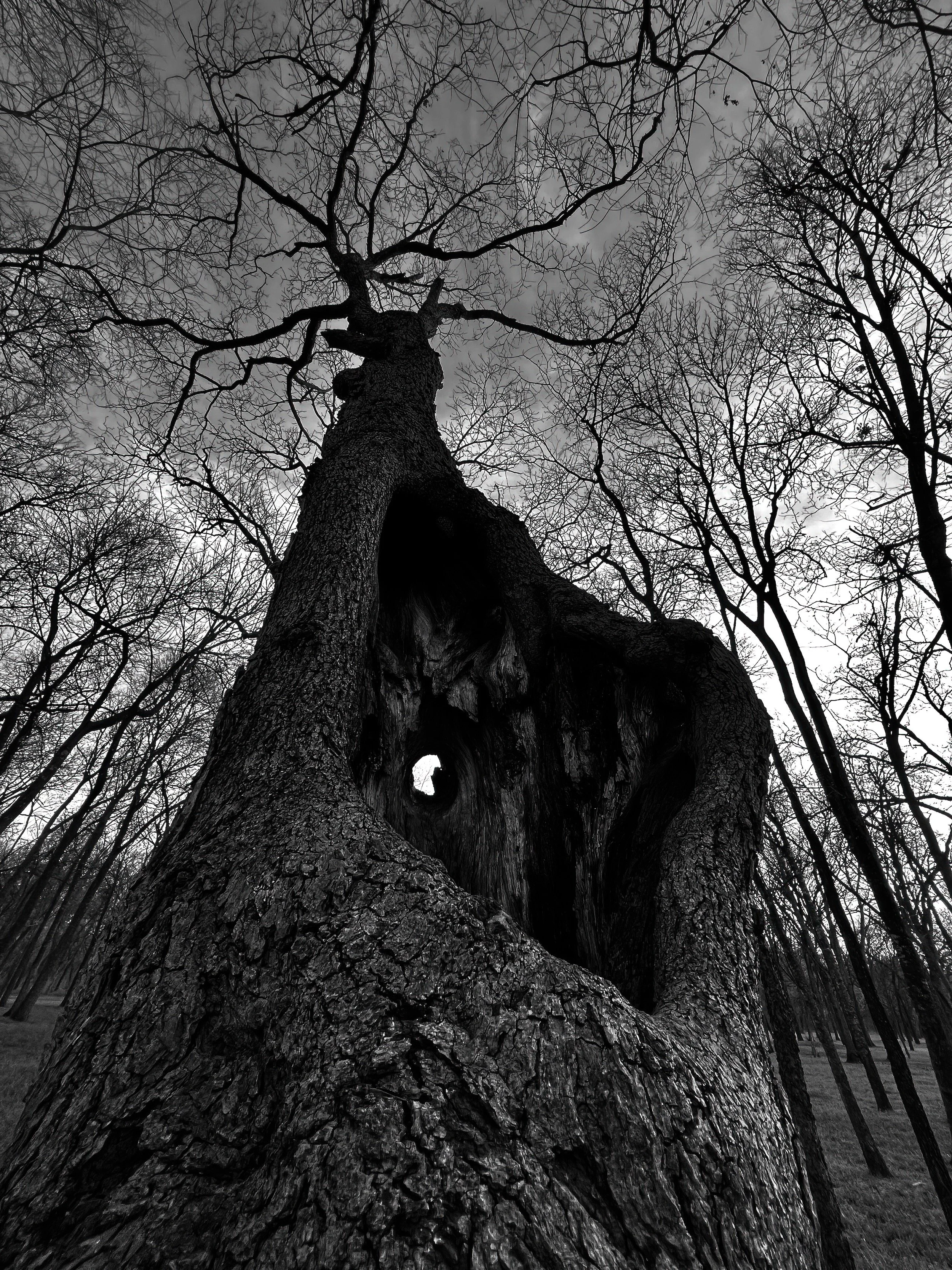 " Hollow Sentinel " Ancient hollow tree captured in dramatic black-and-white woodland photography.