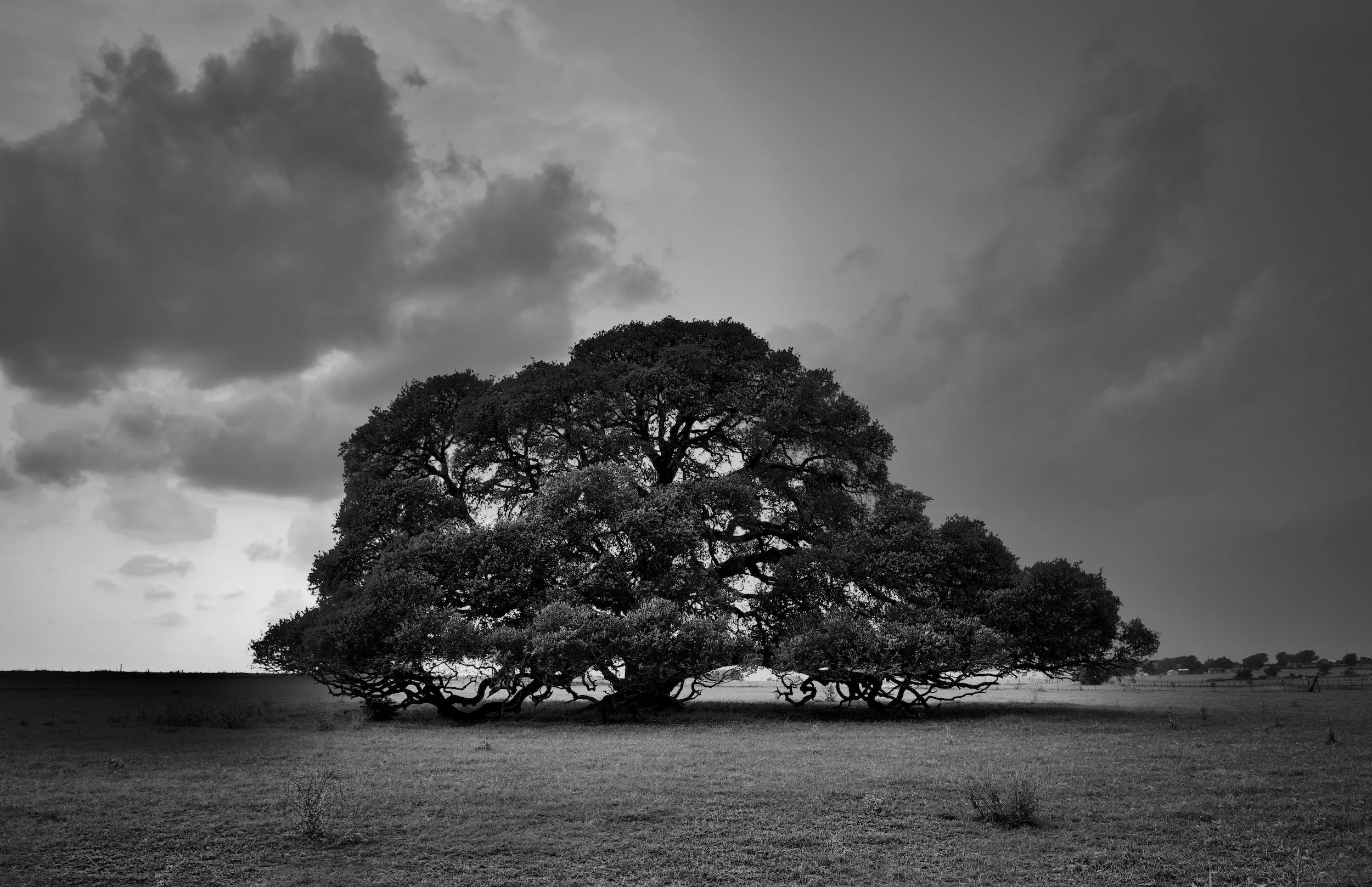 " Rooted in Time " An ancient live oak endures, quietly witnessing  generations  beneath dramatic Texas skies.