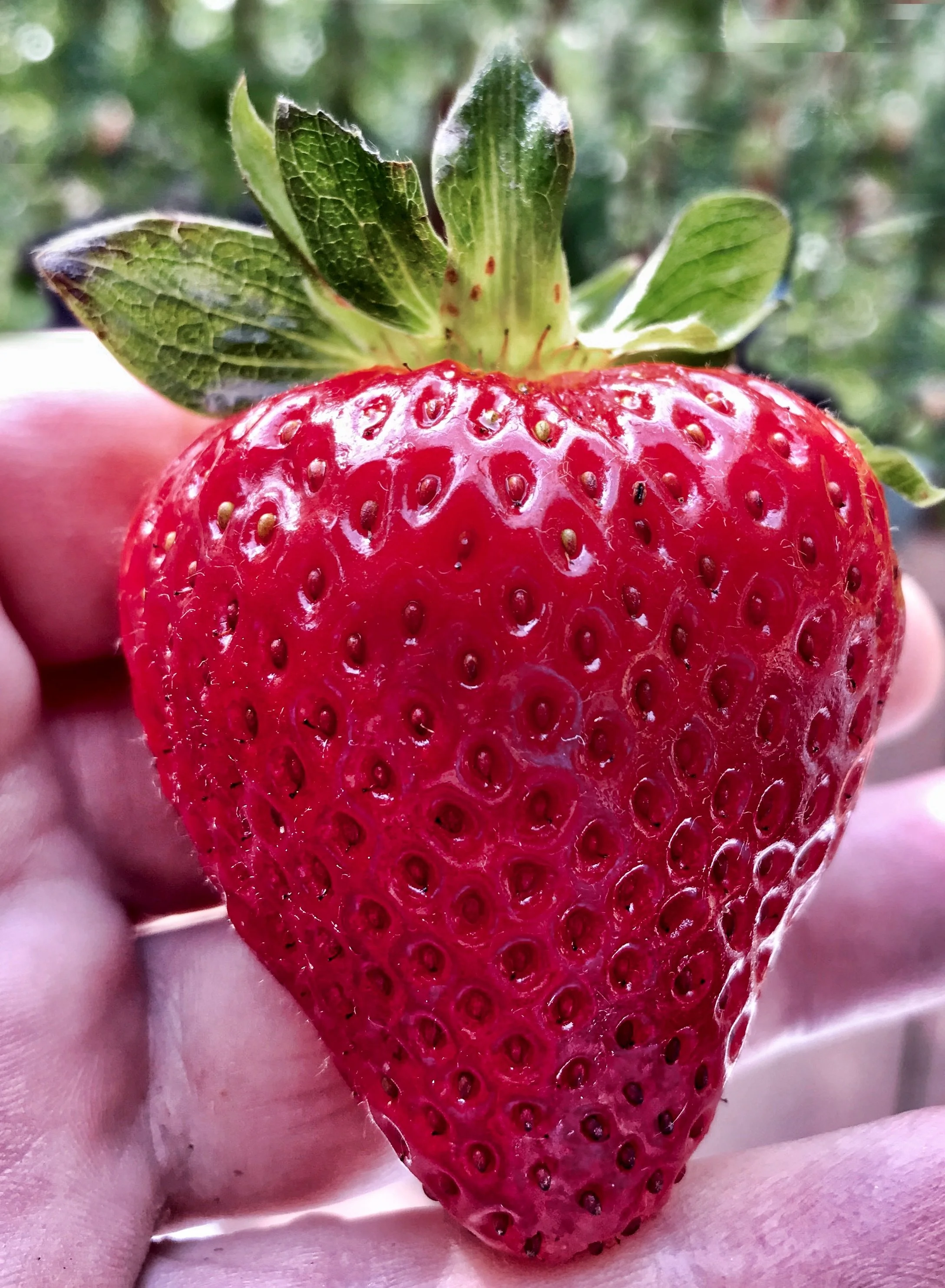 The Pretty Strawberry