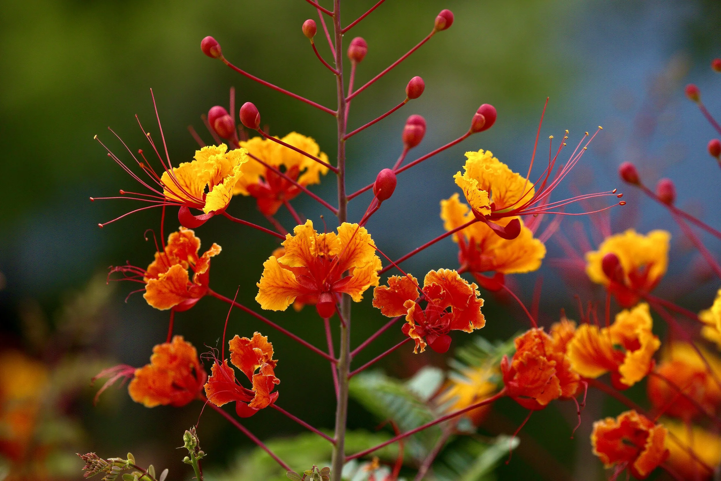 "Golden Embers "  Pride of Barbados Peacock Flower.  Fine Art Photography by Mike Trantham