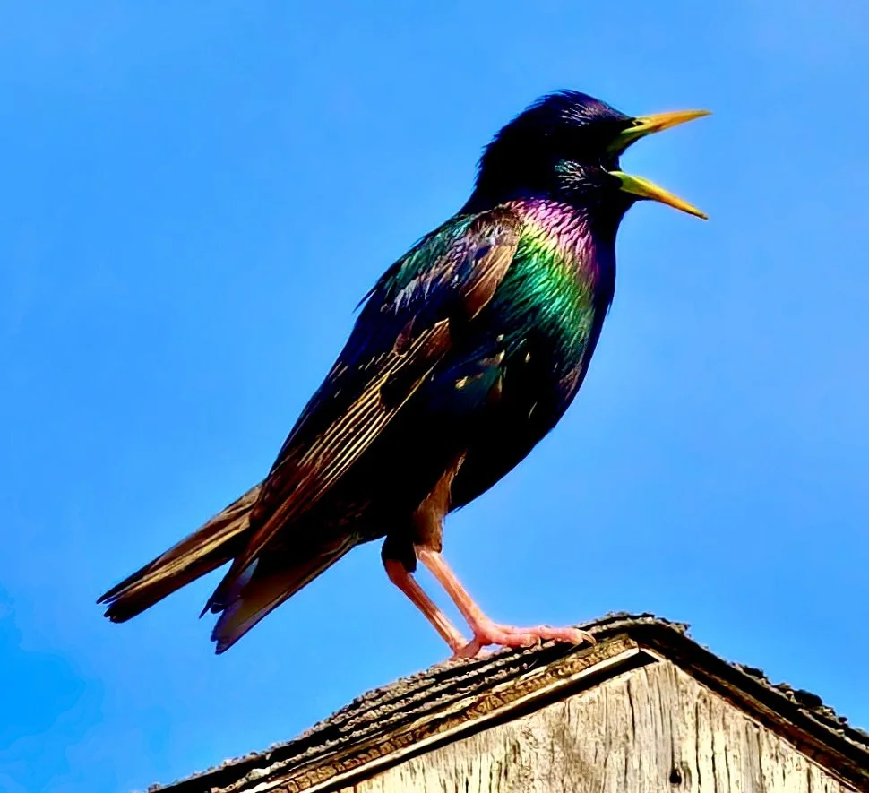  " The Singing Starling " European Starling singing from a roof top. Displaying iridescent colors against bright blue sky. 