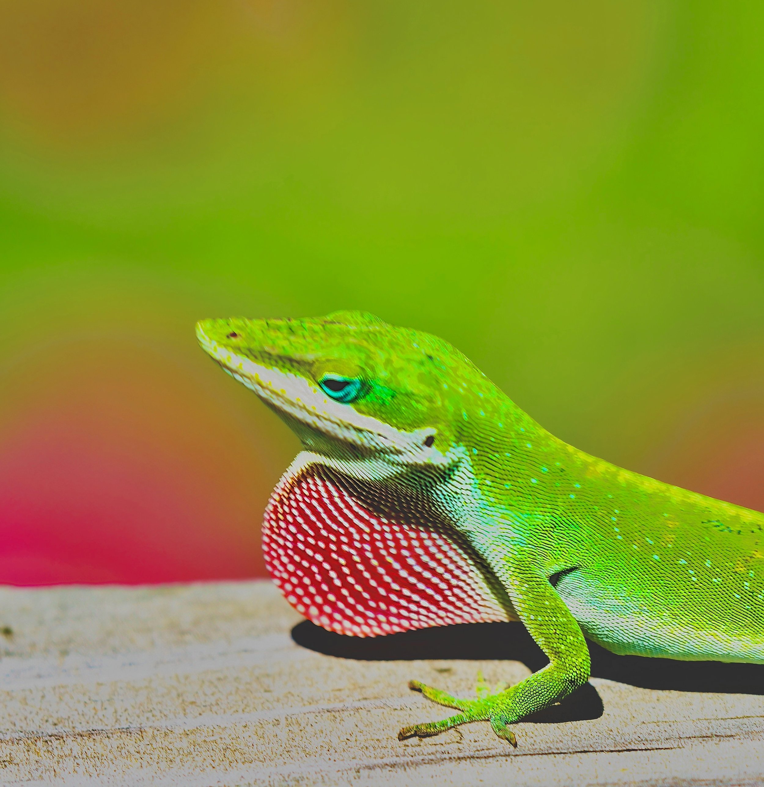 " Emerald Display " The Green Anole has his bright pink dewlap extended which is hard to capture. 