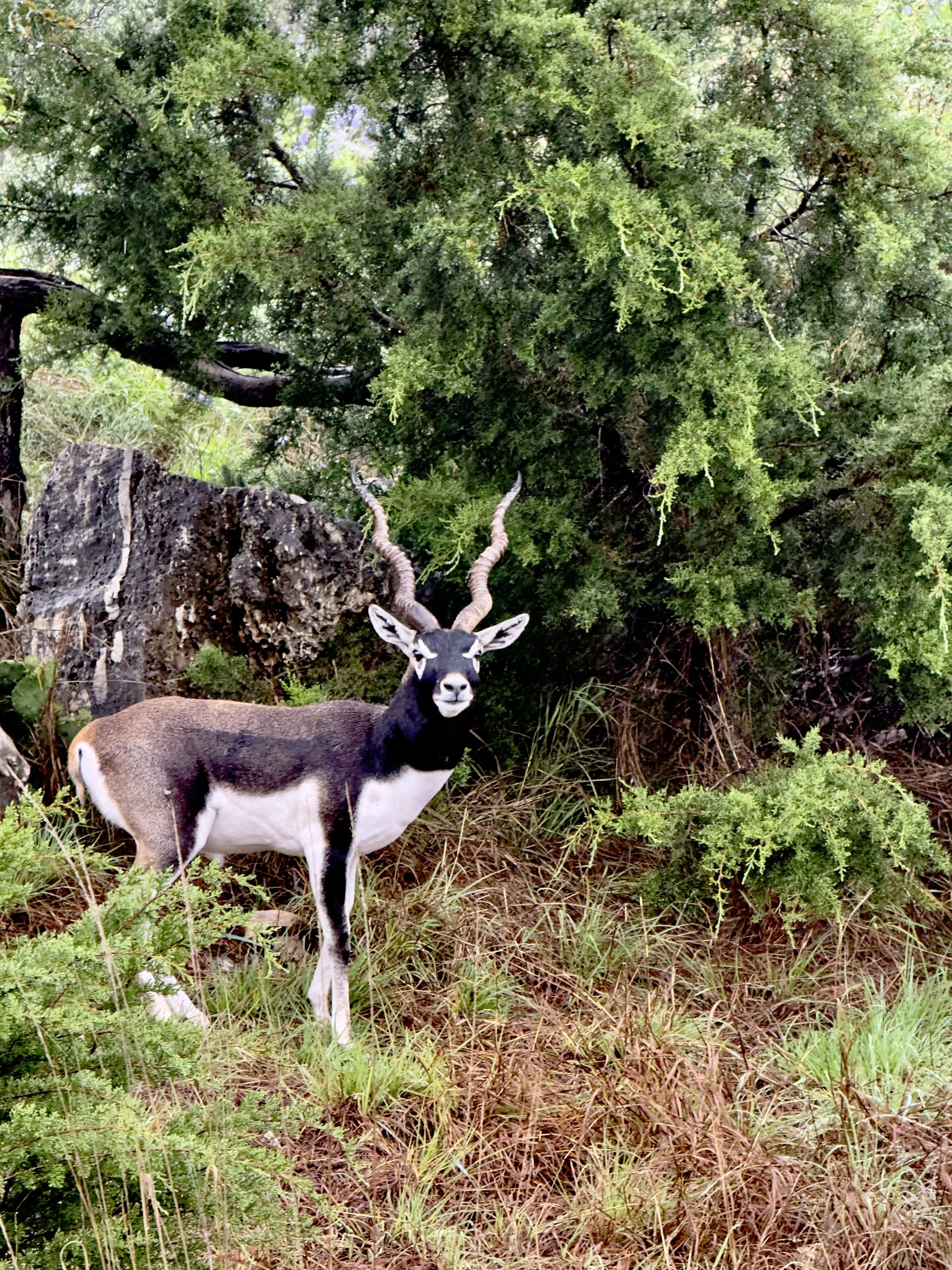 Black Buck Antelope.  Ingram Texas