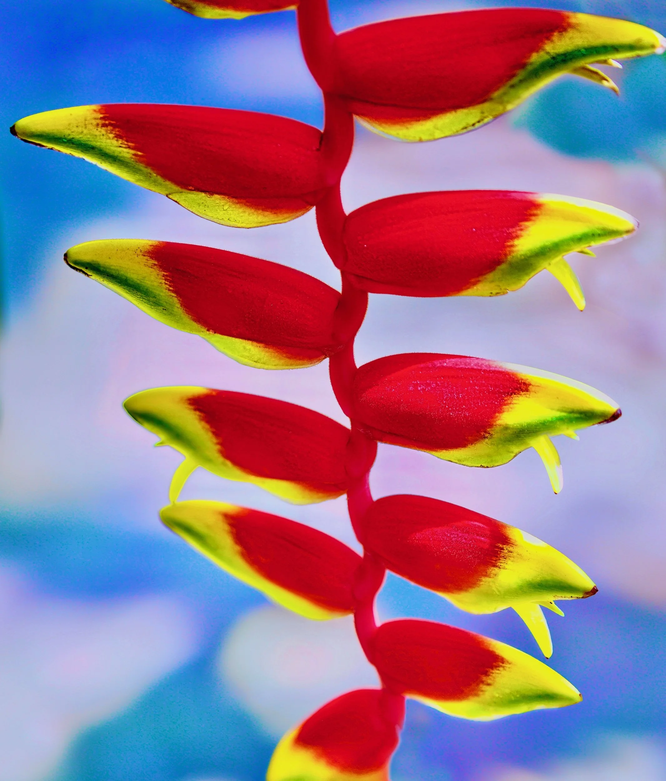  "Crimson Cascade" Hanging Lobster Claw Heliconia showcases natures remarkable  unforgettable botanical Portrait. 