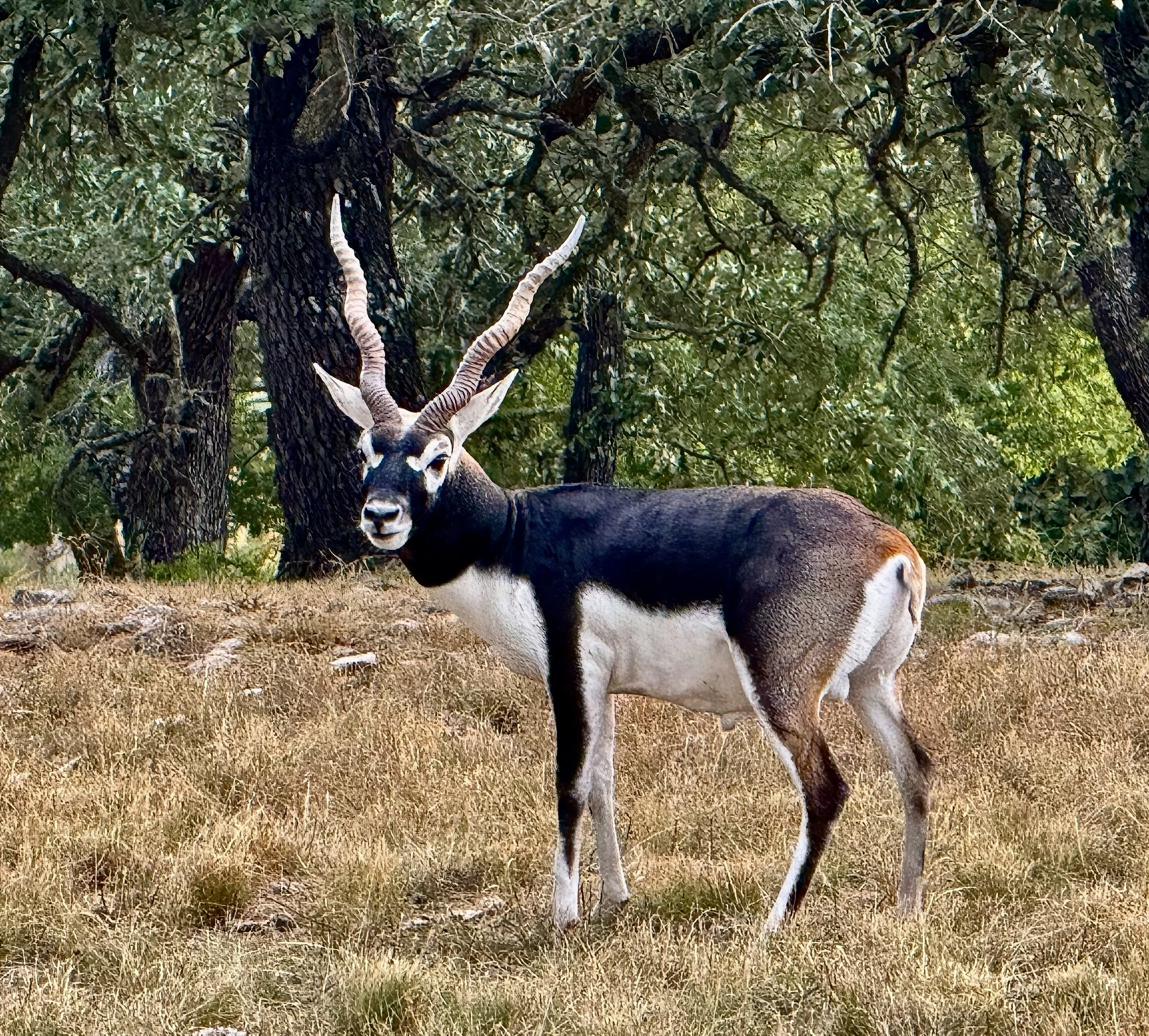 Black Buck Antelope Wild in the Texas Hill Country, Kerr County Texas.  Free- Ranging