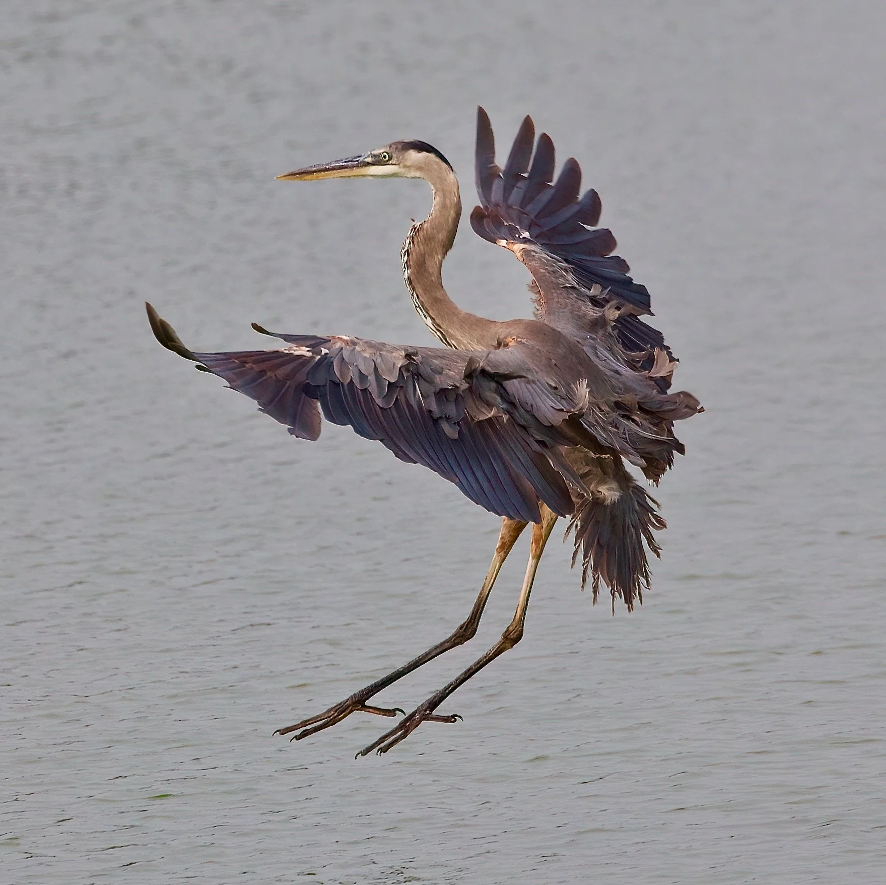  " Feathered Brakes "  Great Blue Heron landing over water with wings spread and legs extended final moments before landing.