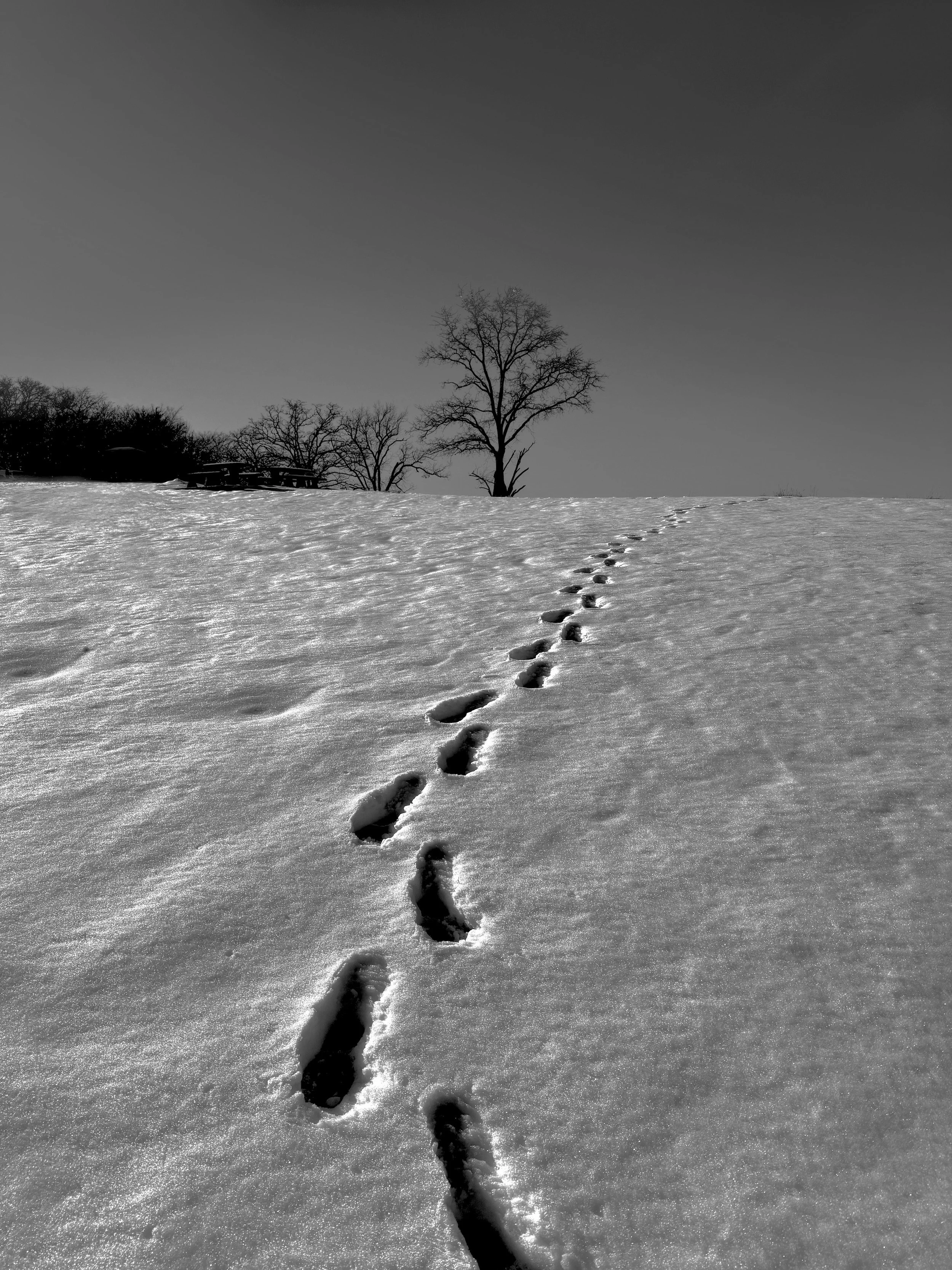 " The Last Track " Footprints leading across a snowy field toward a solitary winter tree. 