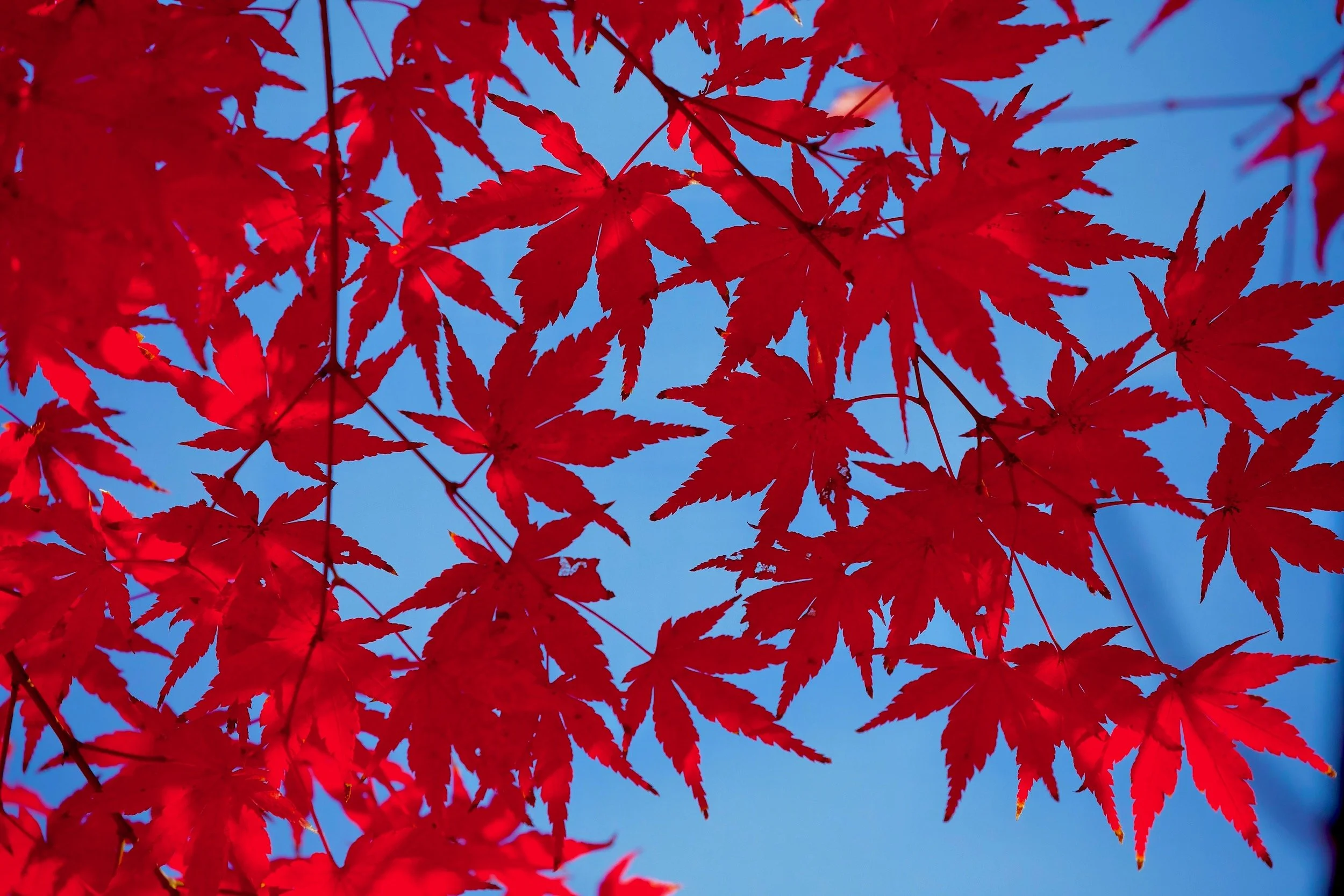 " Red Against  Blue "  Brilliant Red Maple leaves glow against a vivid blue sky, creating a striking contrast of color. 