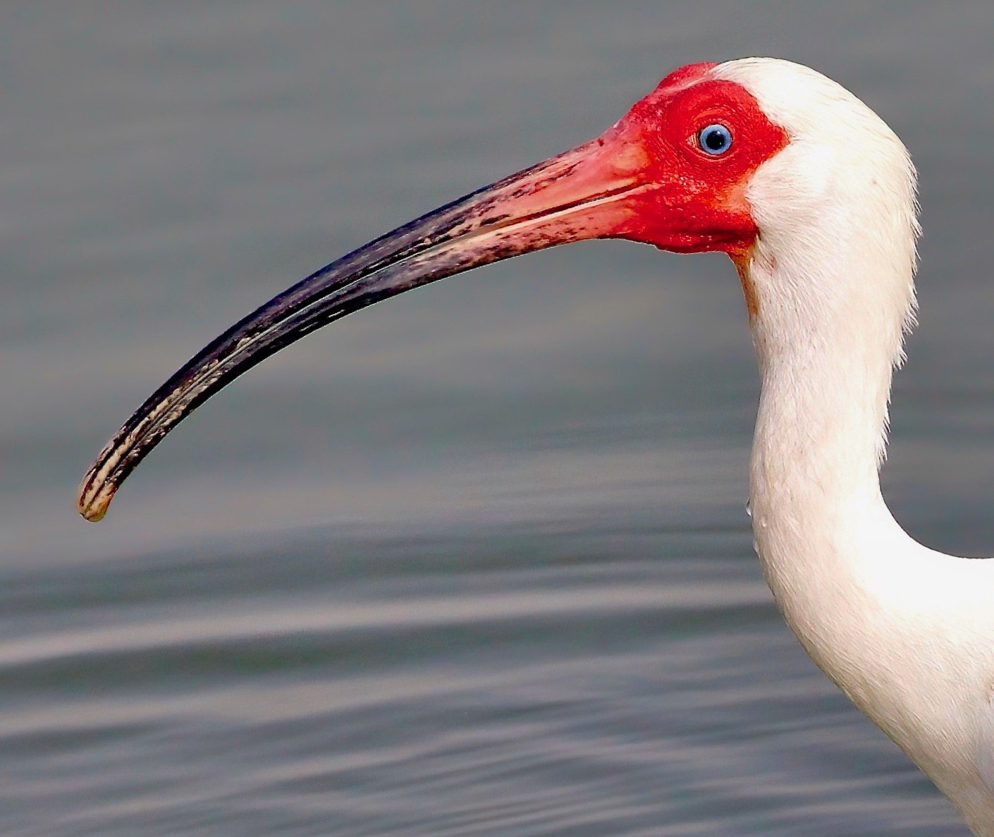   " Crimson Mask "  Male Ibis Close-up Photographed by Mike Trantham
