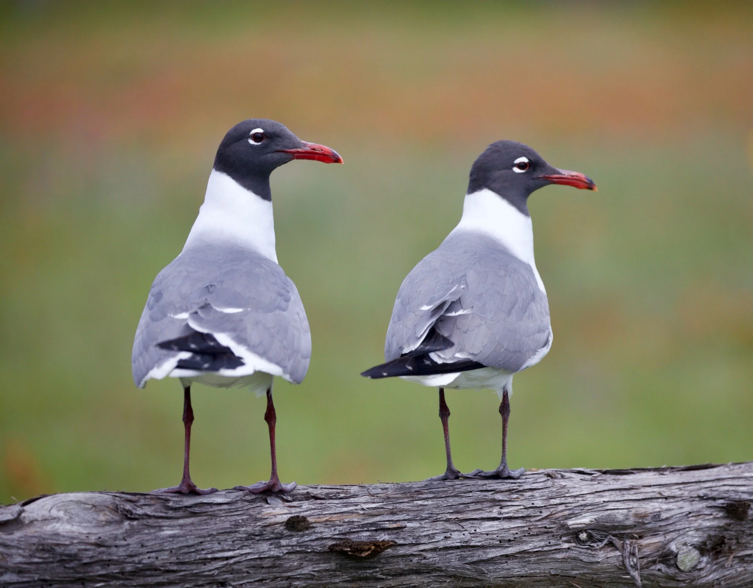   " Birds of a Feather " Laughing  Gulls Friends photographed by Mike Trantham