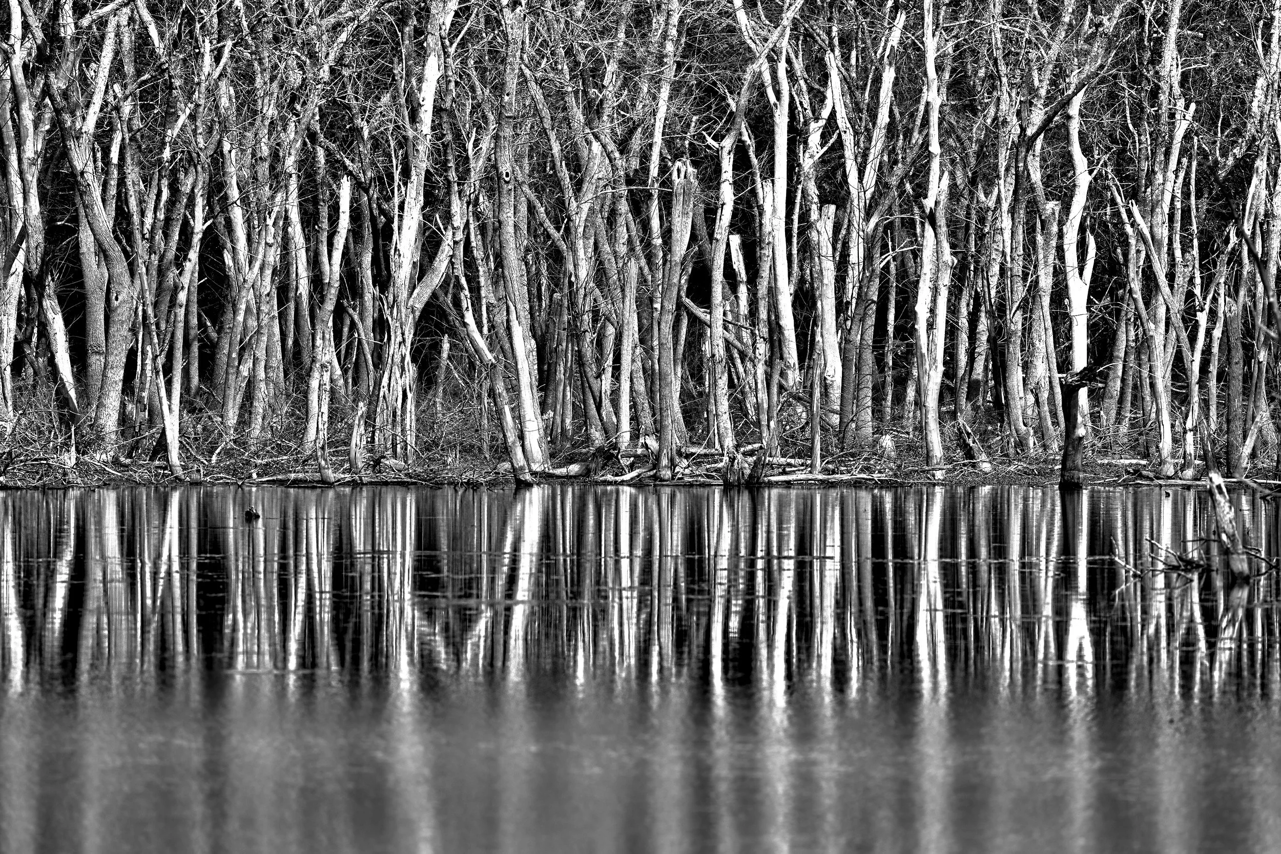 " Twice Seen "  Reflected trees creating a striking black-and-white waterscape.