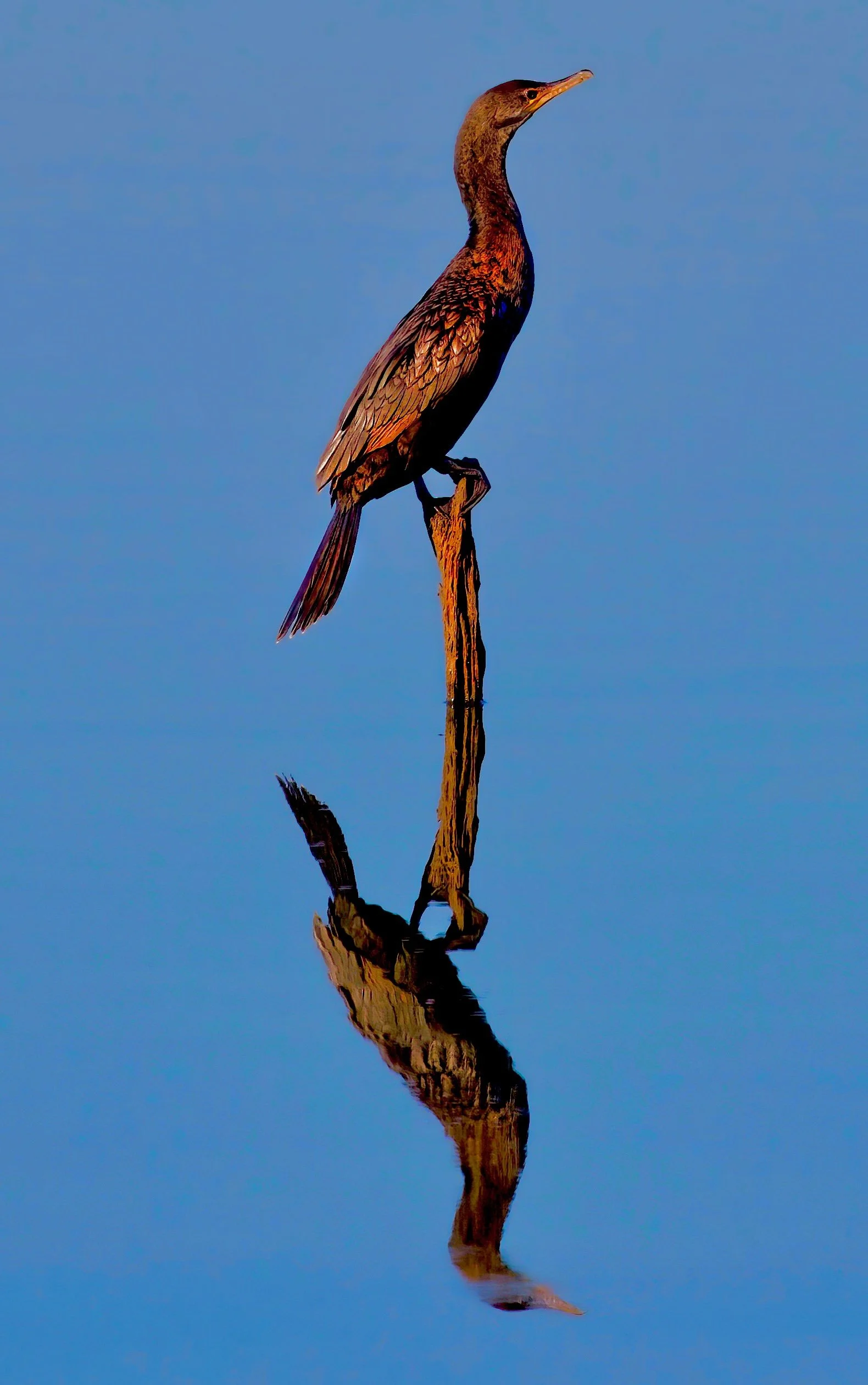 " Calm Water "  At  morning dawn a Cormorant sets on a trunk over glasslike  Blue water.