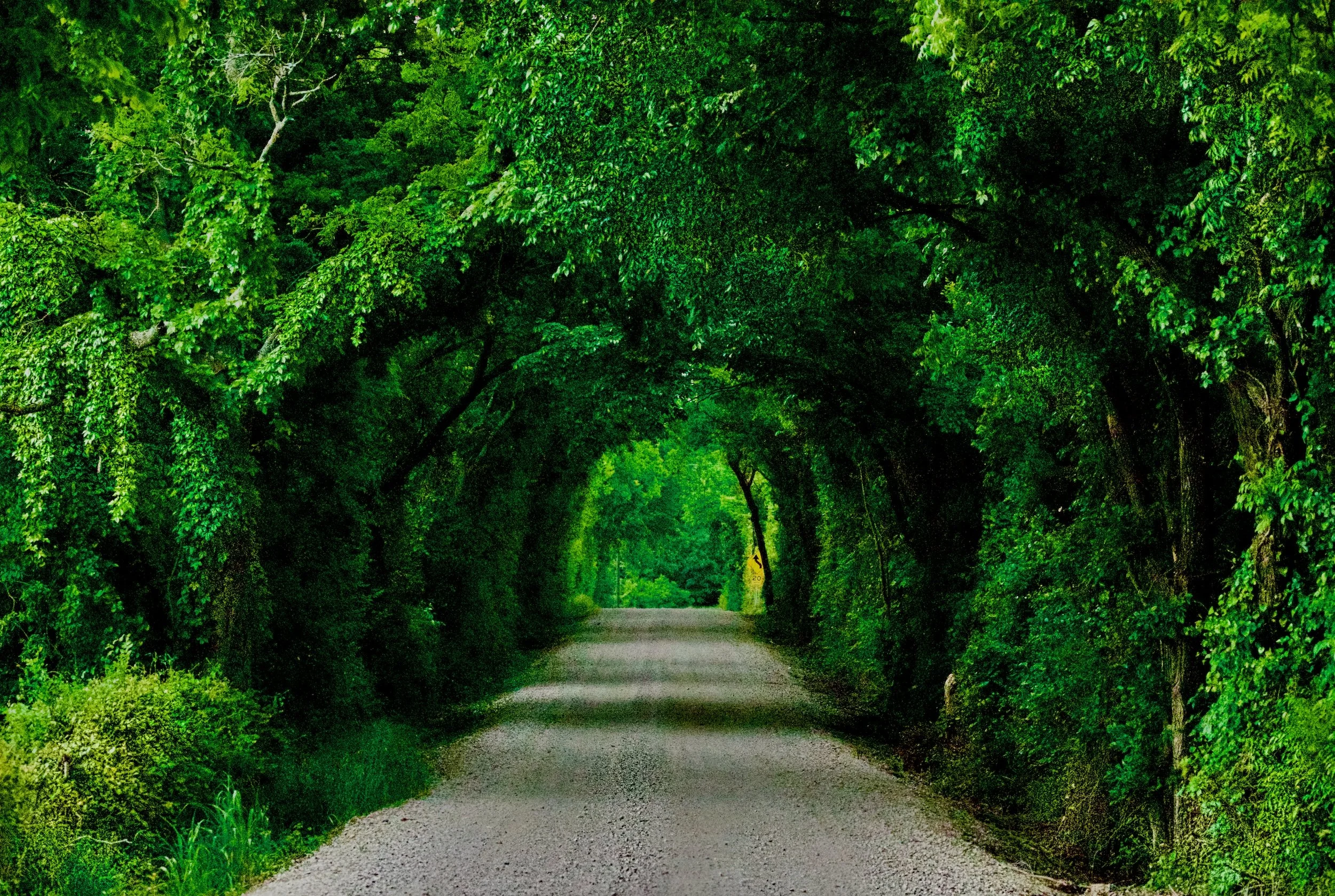 " Tunnel of Green "  Trees and Vines with the light coming through the sides of tunnel gives it a dream like  look.