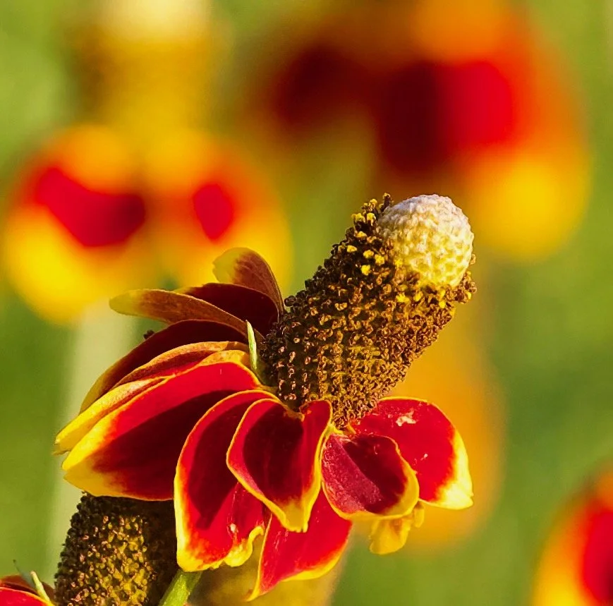 " Crimson Waltz " Brilliant red and yellow prairie cone flower,  this `fine art floral photograph was taken by Mike Trantham