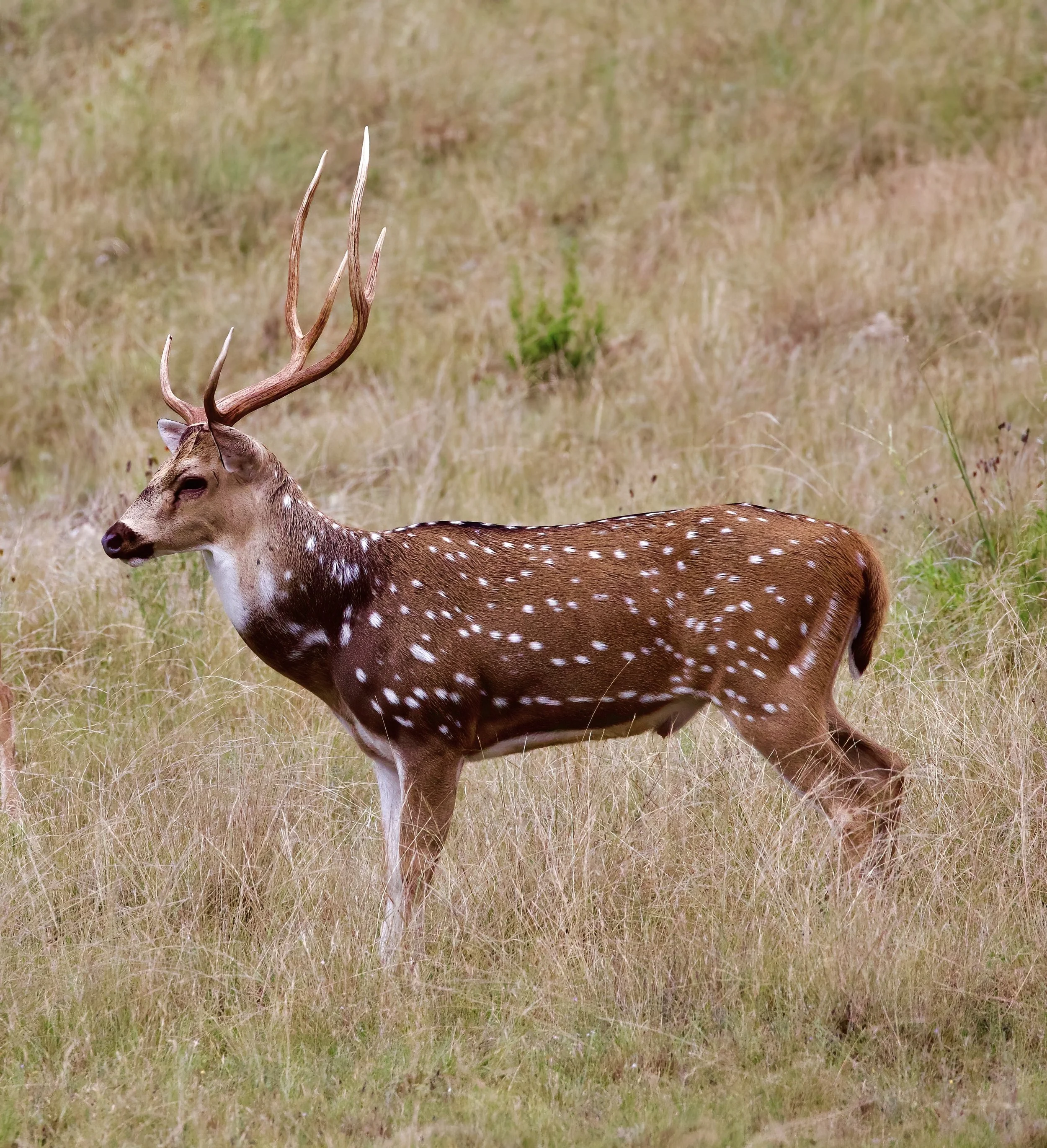  Axis Deer Buck Wild in the Texas Hill Country, Kerr County Texas. Free- Ranging