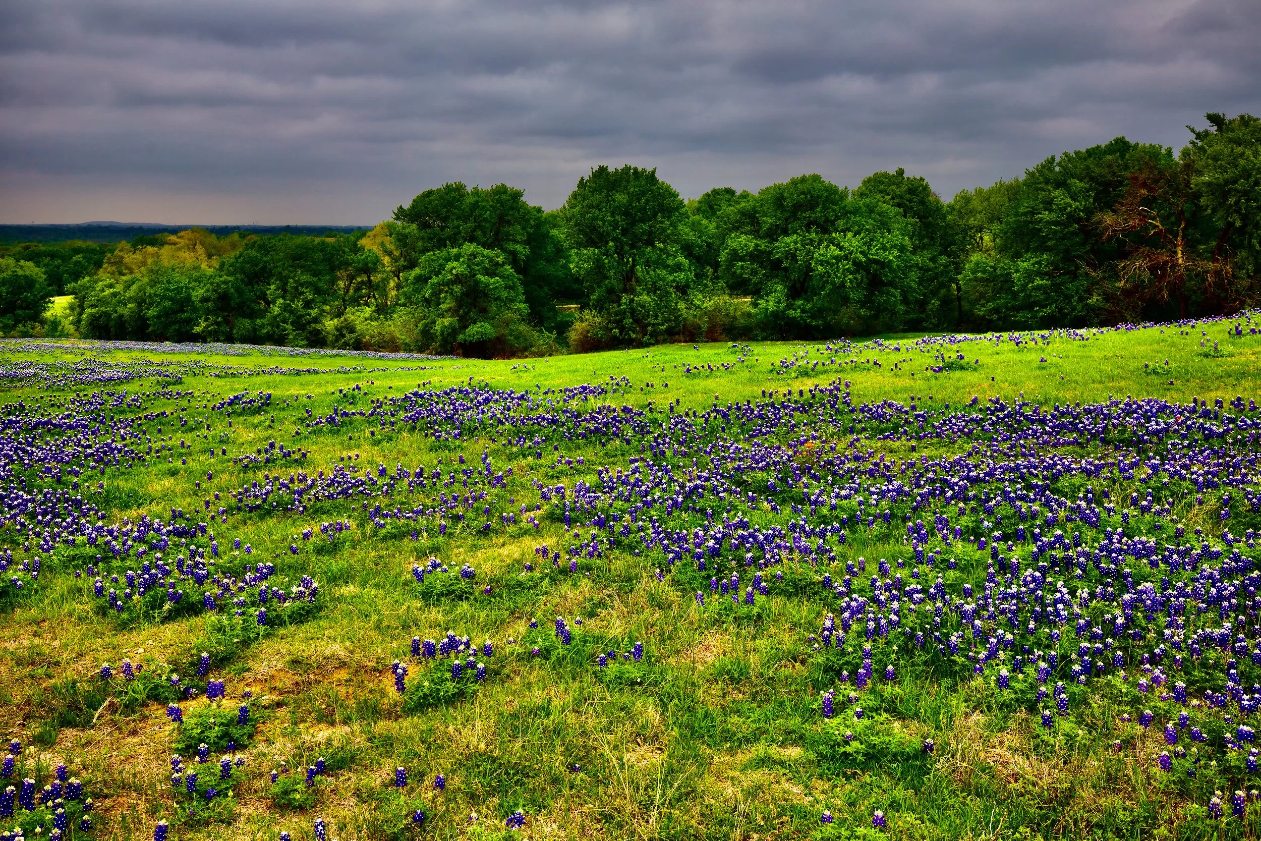 " Before the Storm " In a field of Bluebonnets. Sunlight breaks through, the clouds illuminating the  Texas wild flowers