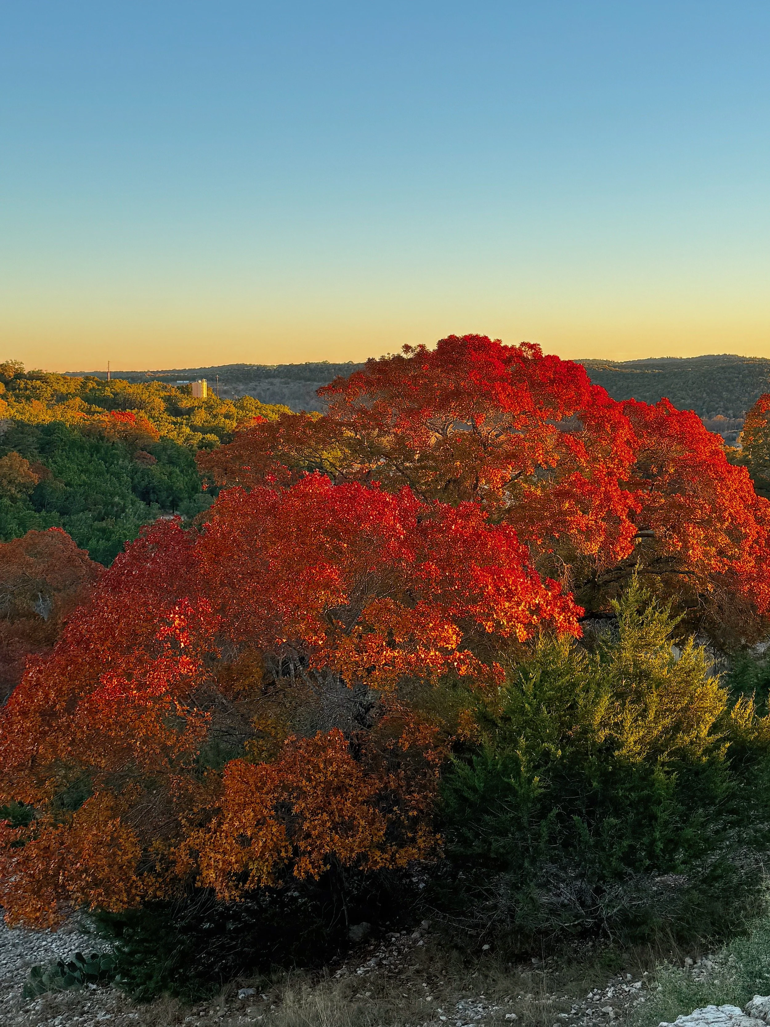 " Autumn Crown "  Brilliant red oak leaves glow above the rolling  hills of the Texas Hill Country in Ingram Texas.