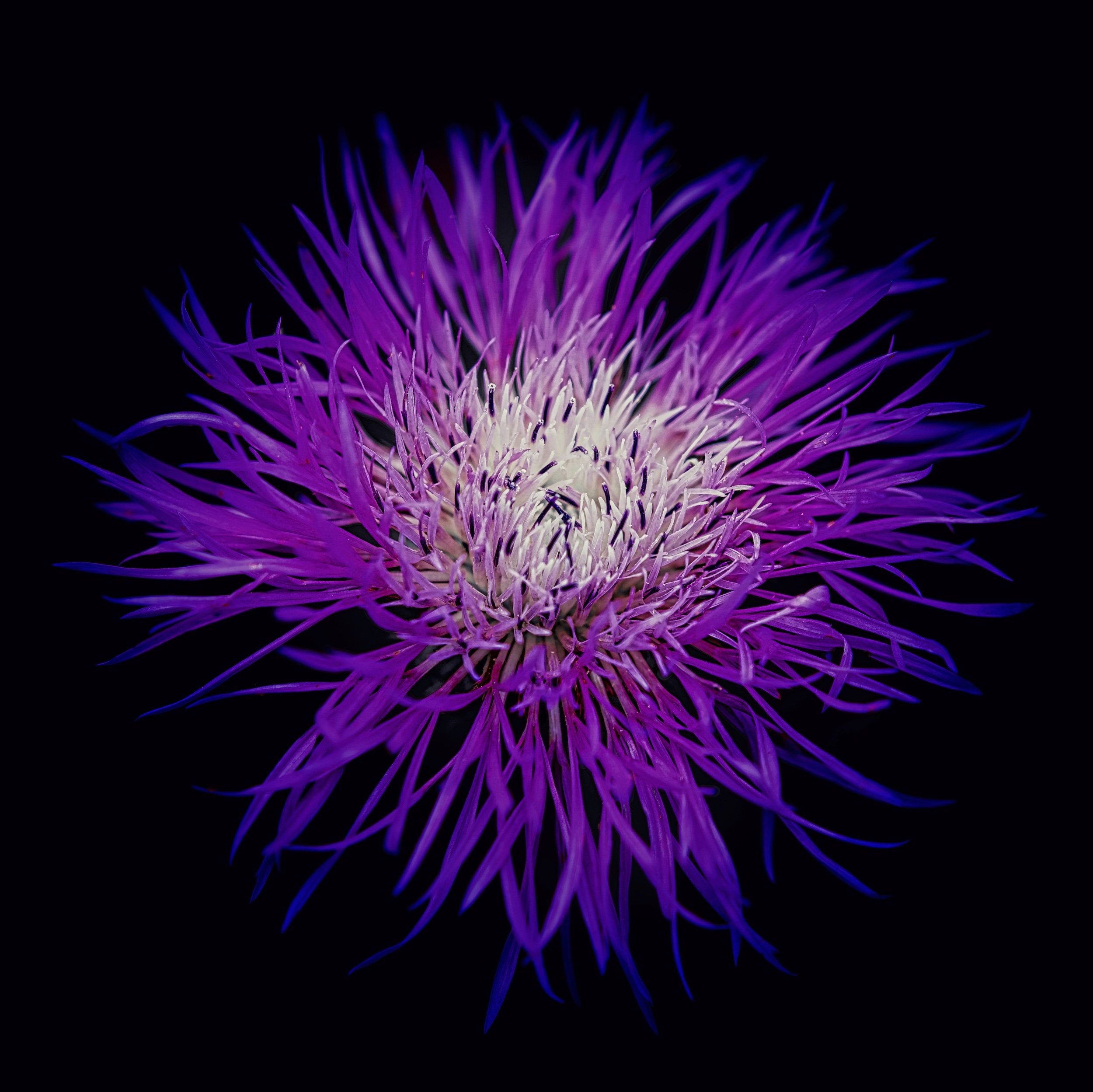 "Electric Bloom " Brilliant purple petals illuminate darkness, revealing natures electric beauty.