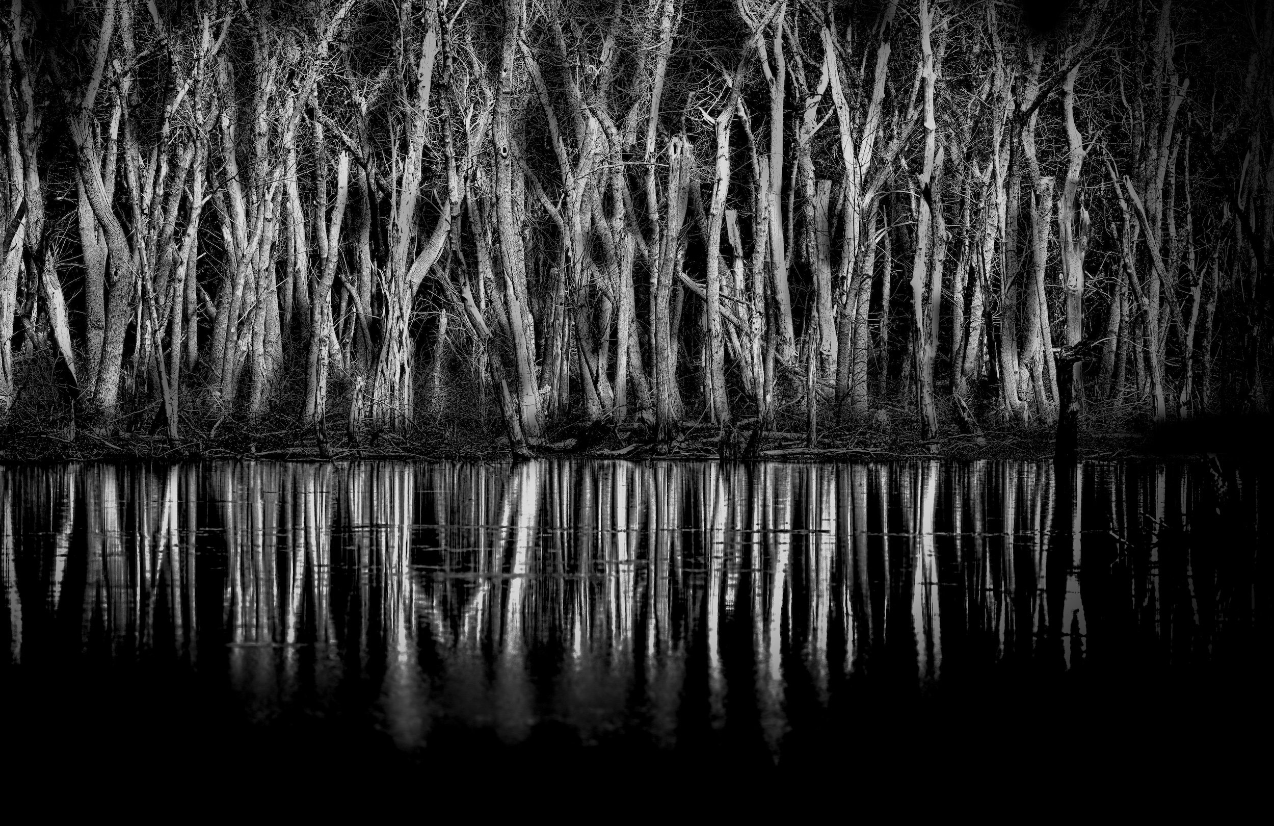 "Midnight Mirror" Ghostly trees shimmer above dark reflections, transforming quiet water into abstract.
