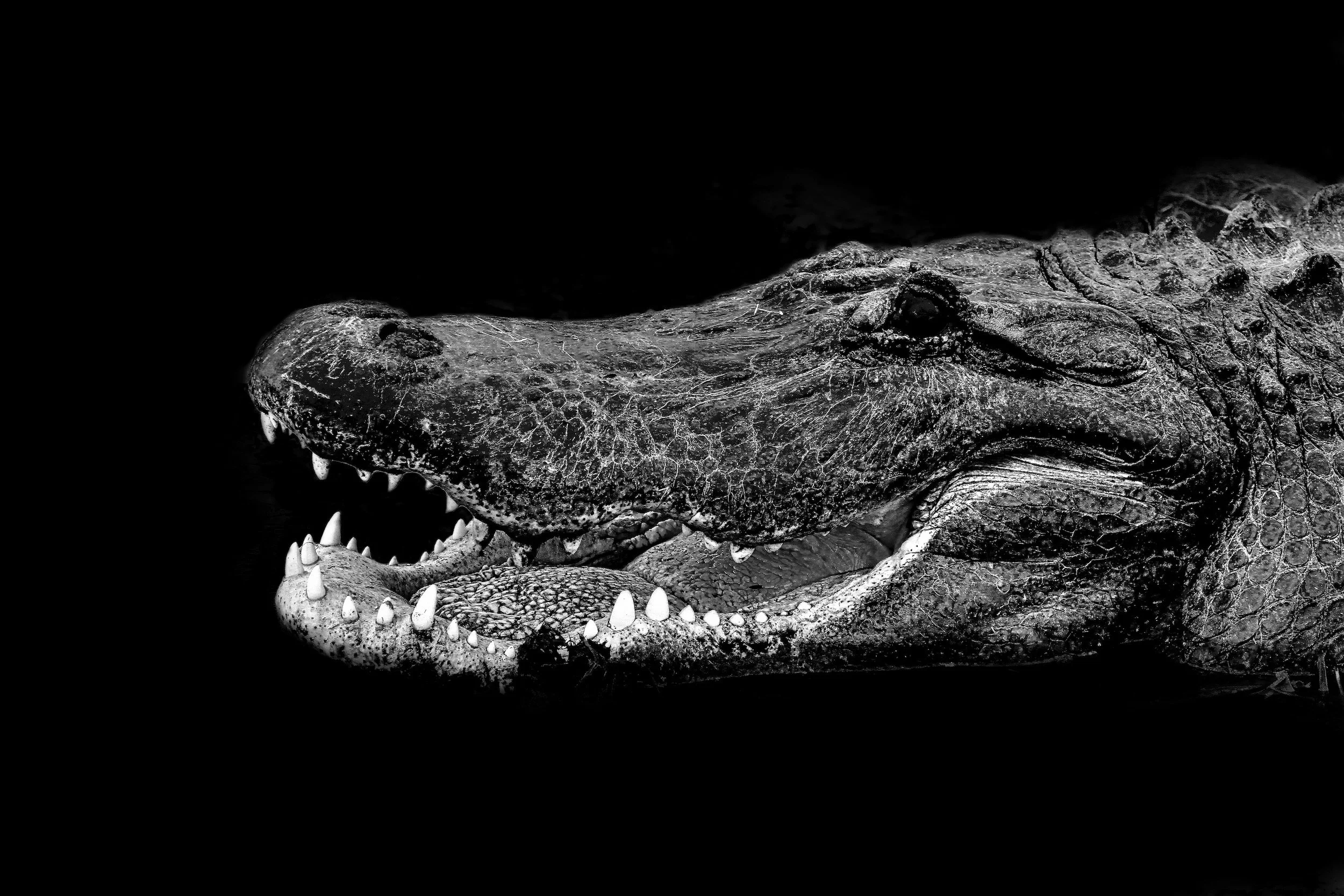 " The Watcher "  An American Alligator emerges from the darkness. Timeless presence of nature's  enduring predators. 