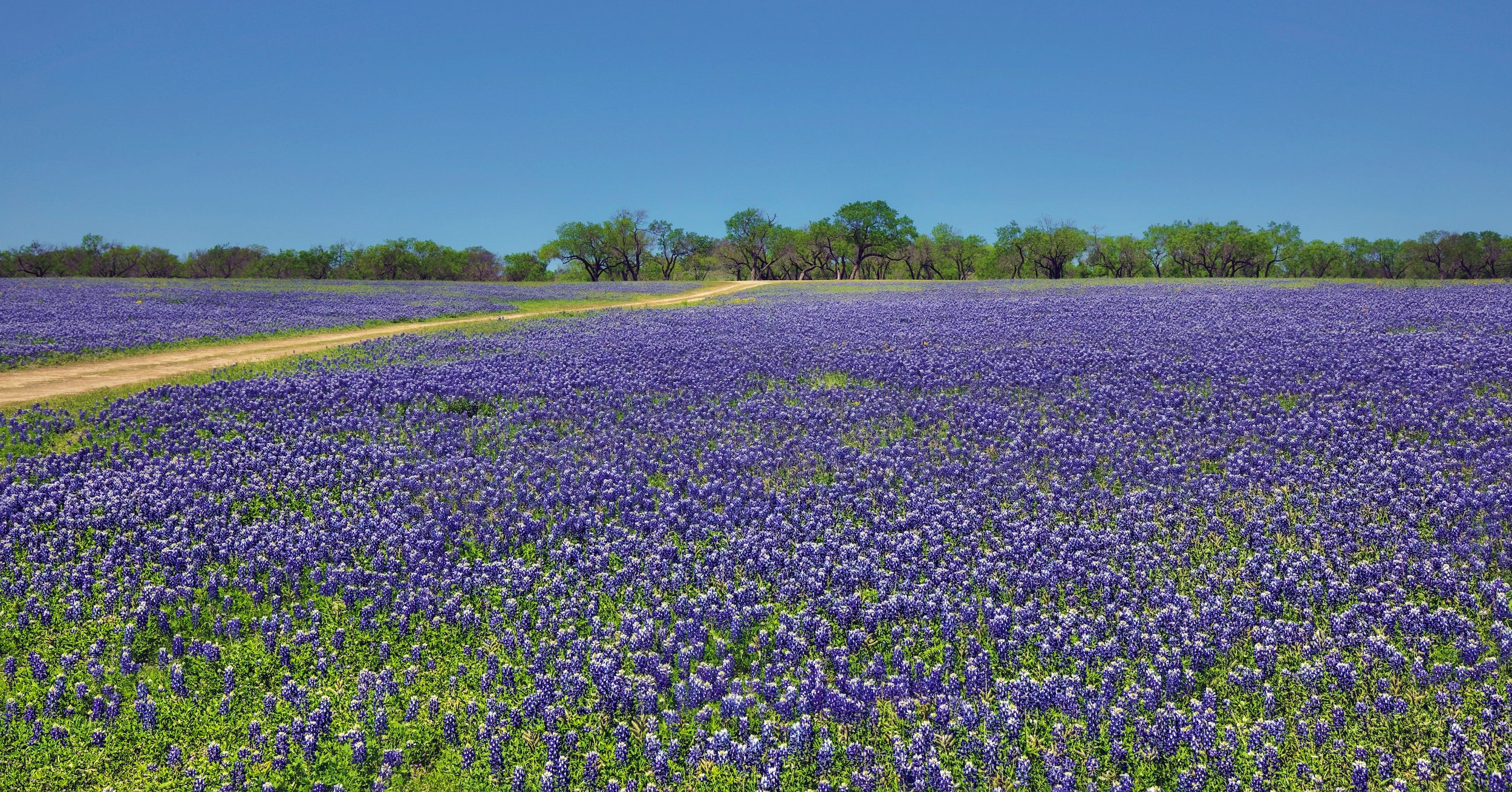  " Springs Invitation " Texas Bluebonnet field  beneath a clear blue spring sky in the Texas Hill Country.