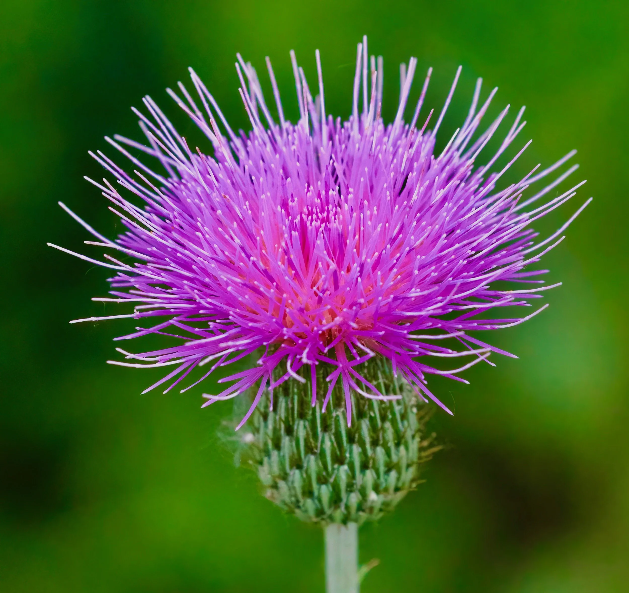 " Purple Crown "  purple thistle bloom standing proudly  against soft green background. Nature  Photographer Mike Trantham
