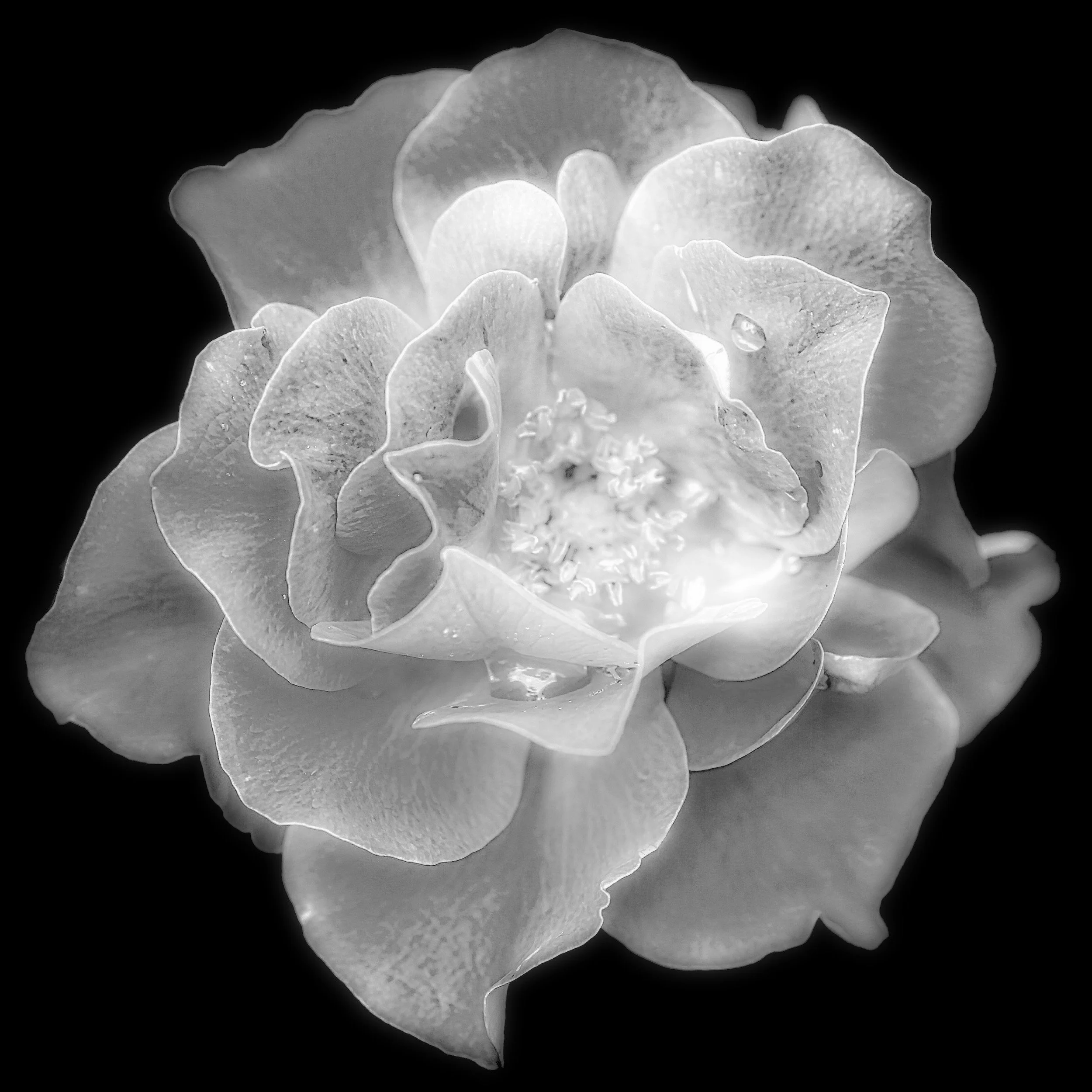 " Timeless Grace "  An Elegant White Rose rendered in black and white Making it a Fine Art printable Floral Image. 