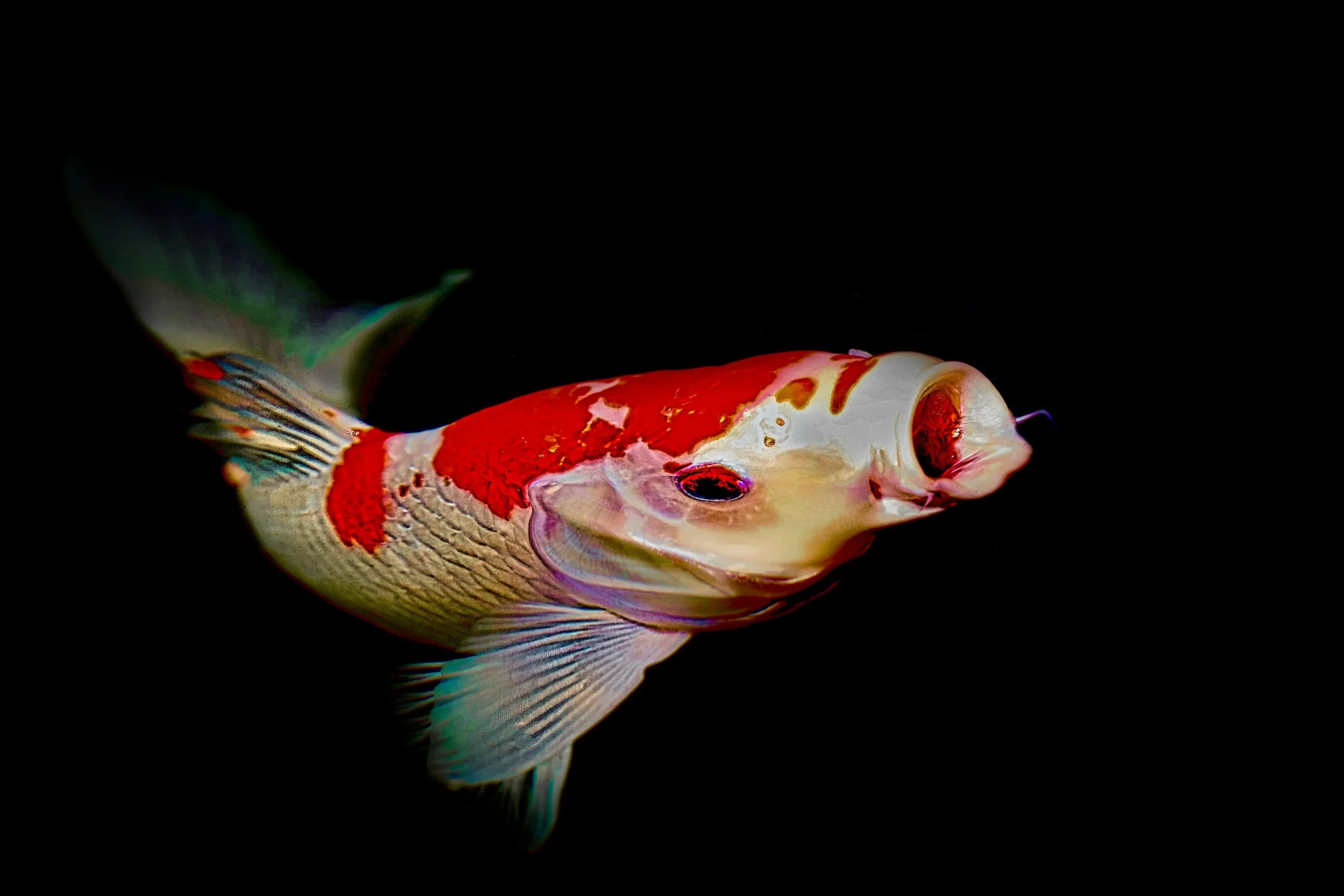 "Out of the Darkness" A vibrant koi emerges from the darkness, revealing beauty,  beneath still waters.