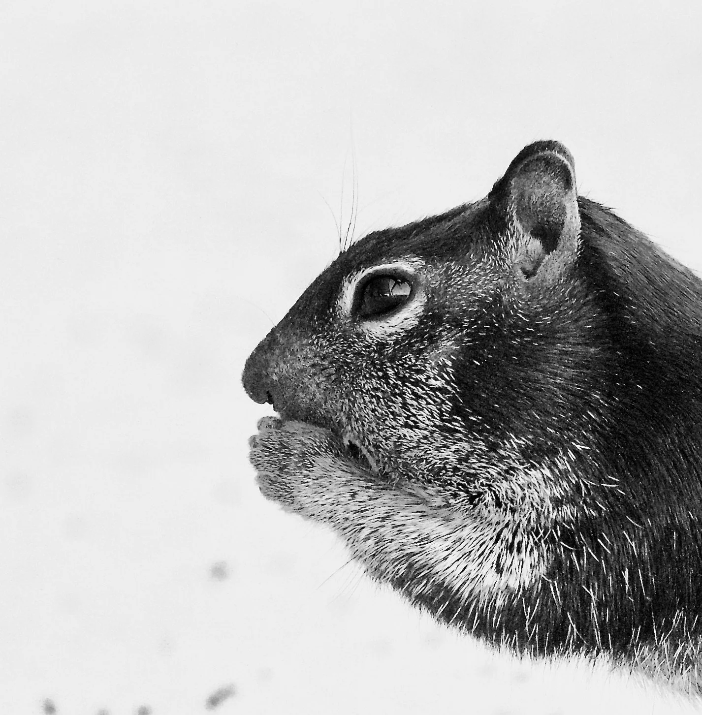 Texas Hill Country Rock Squirrel