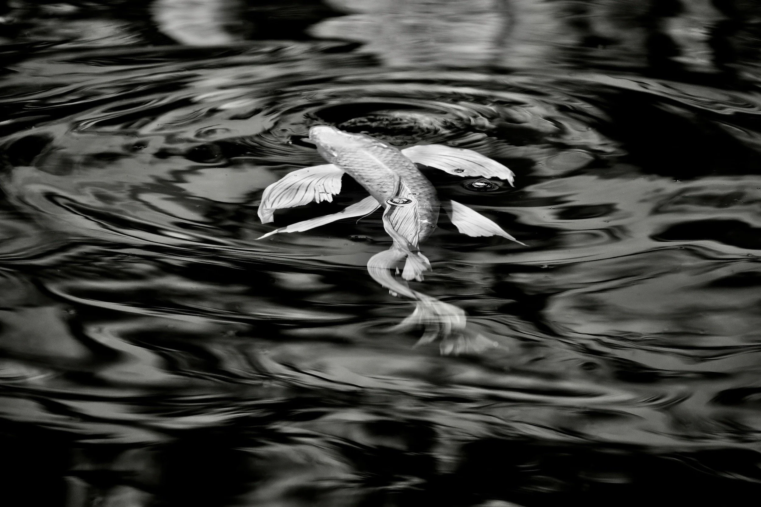 " Silver Ghost"  Graceful long-fin koi glides through swirling black and white reflections, creating a pattern of light and motion.