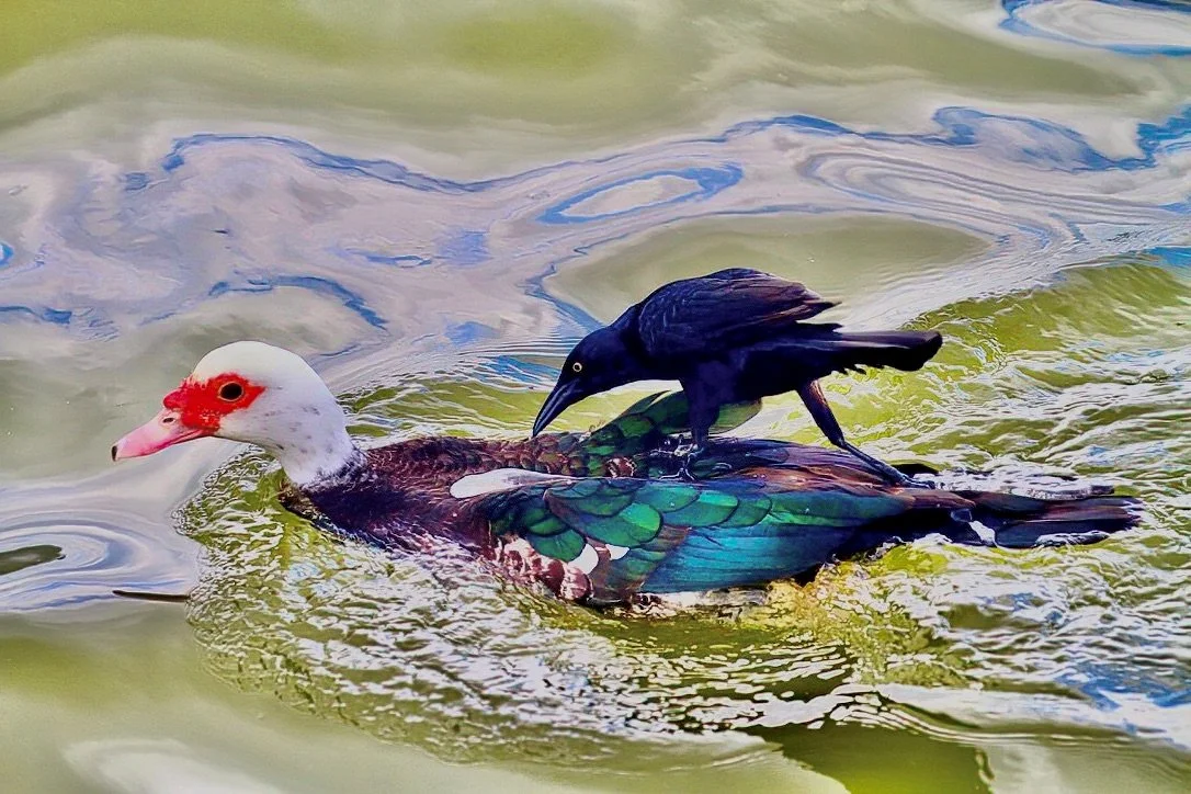 " Free Ride " Muscovy Duck gives a ride to a Grackle Bird through Water and marine Oil .A Special Moment very rare capture 