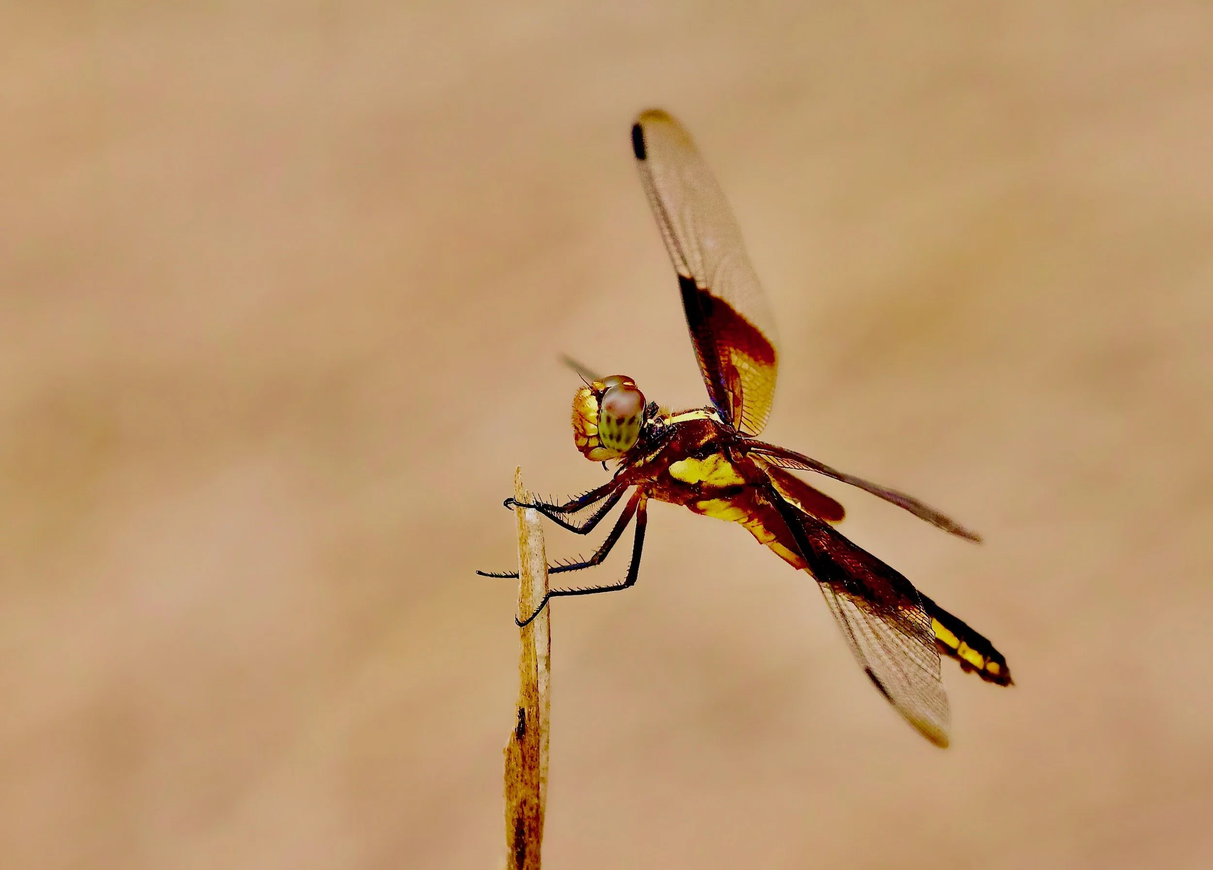 " Amber Wings " A Halloween Pennant dragonfly rests on a solitary stem, its amber tinted wings glowing in the sun..