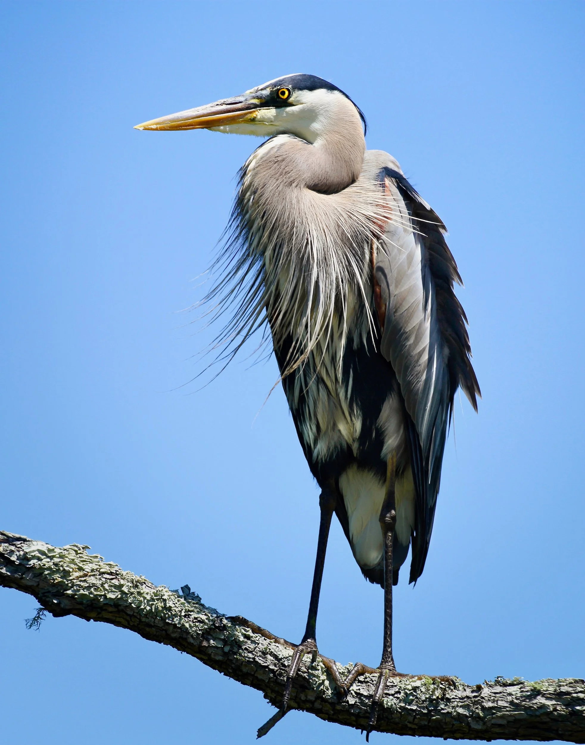 " Above the Marsh "   Closeup of the majestic Blue Heron against a clear blue sky. Fine Art