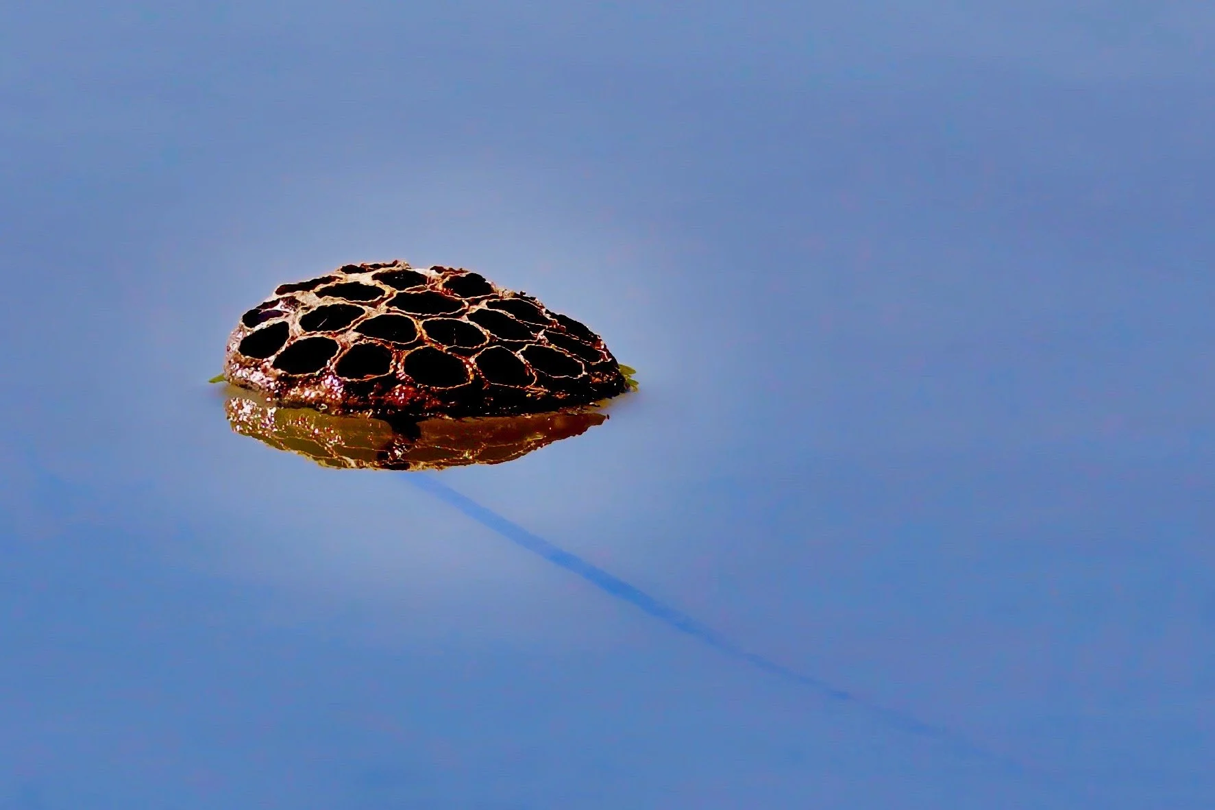 " Solitude "  Lotus seed pod floating on tranquil blue water, creating a minimalist fine art photograph.
