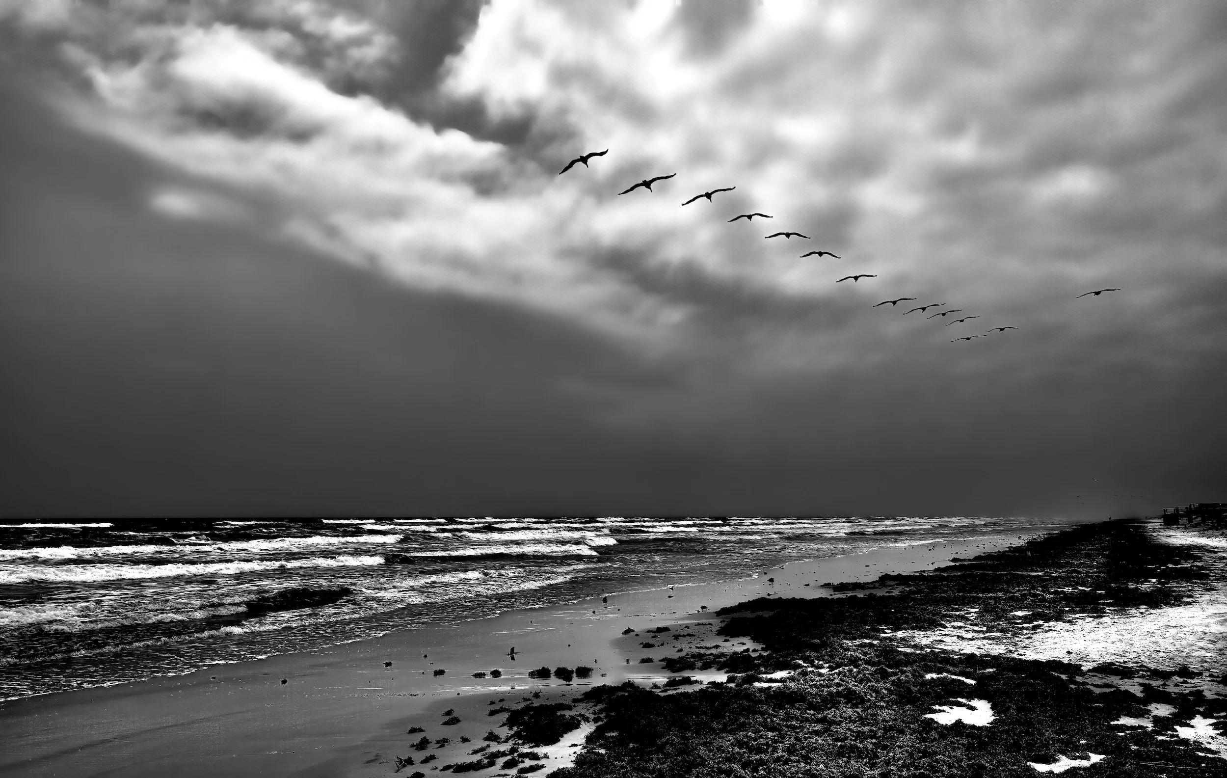 " Into the Storm "  Flock of coastal birds flying beneath dramatic clouds along the Texas Gulf Coast.