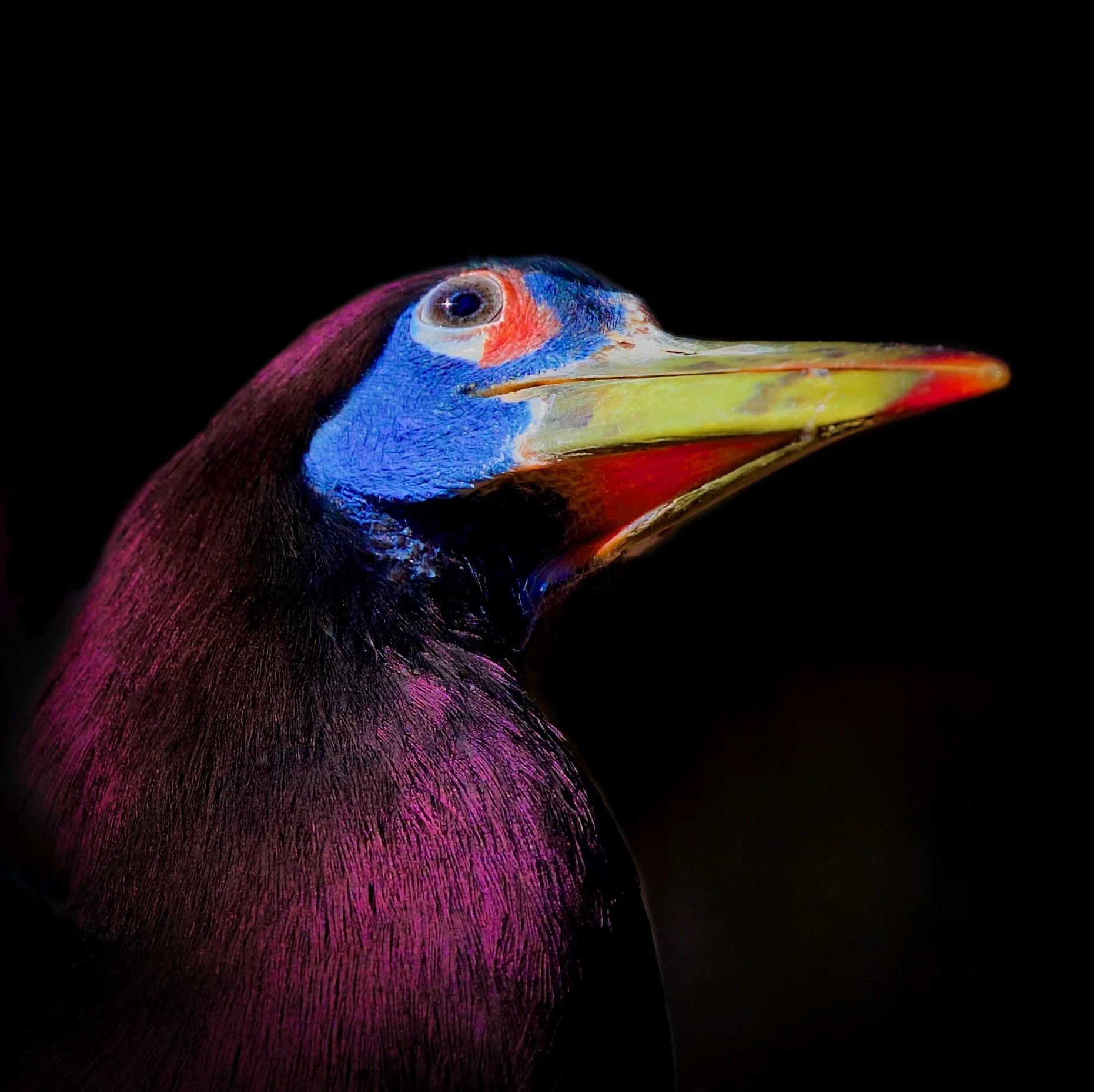  " Living Jewel " Vivid Blues, Purples, reds, and gold combine to create a remarkable portrait.  . Caldwell  Zoo Tyler Texas 
.